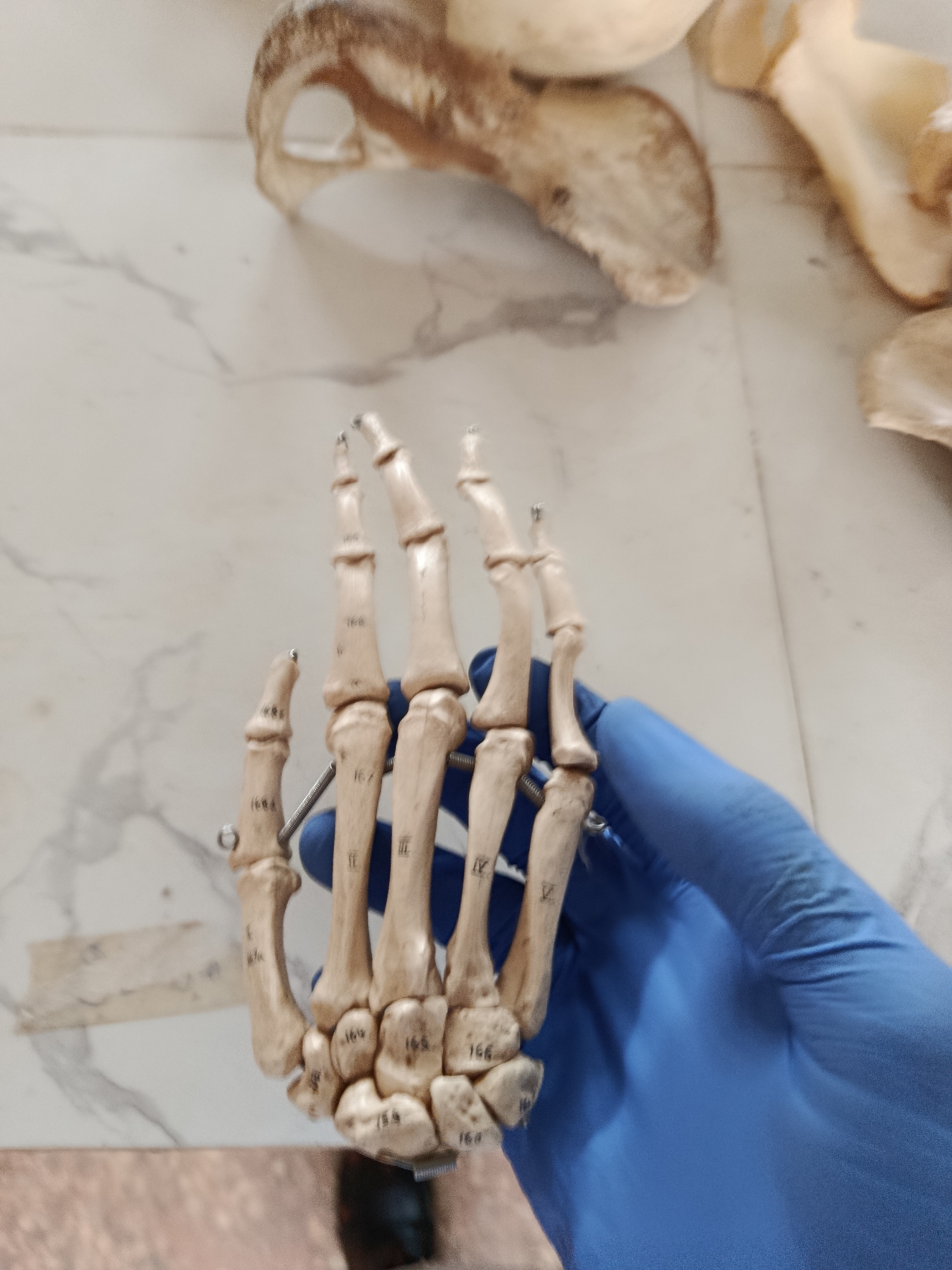 Bones, anatomy models, and household details in Ukpor