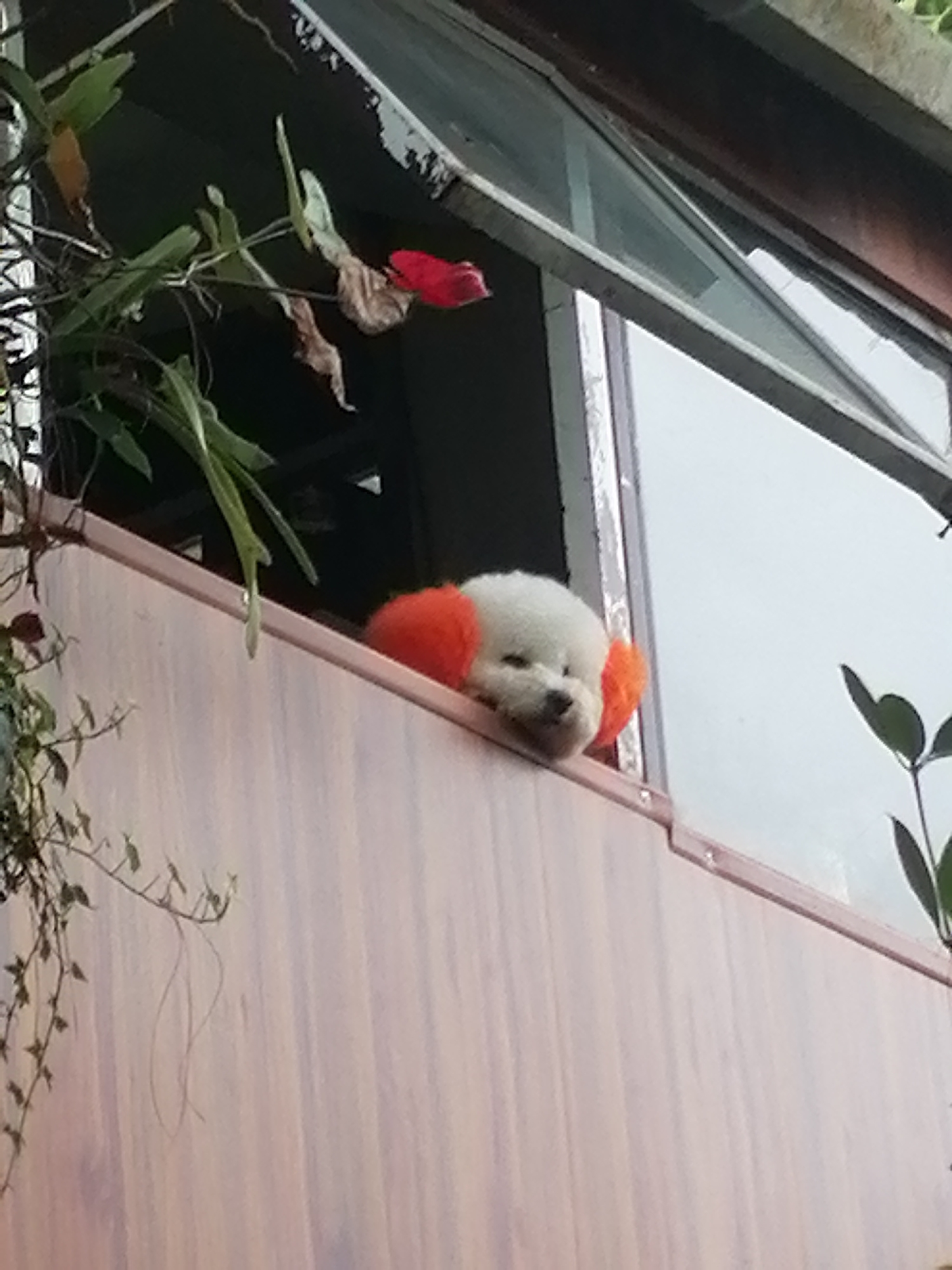 Tourist captures Da Lat garden cafes and fluffy dogs