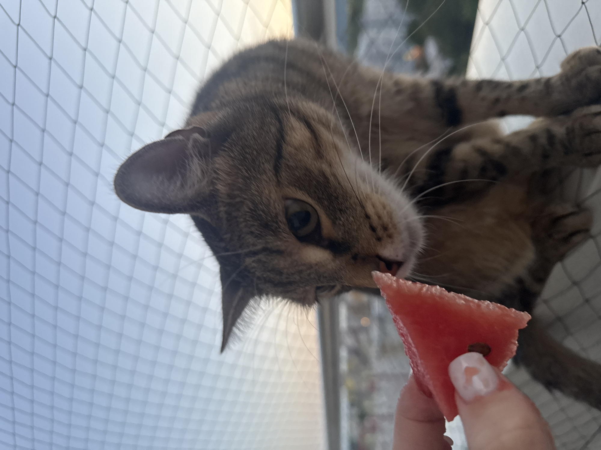 Bratislava balcony cat, watermelon, and a dusk skyline