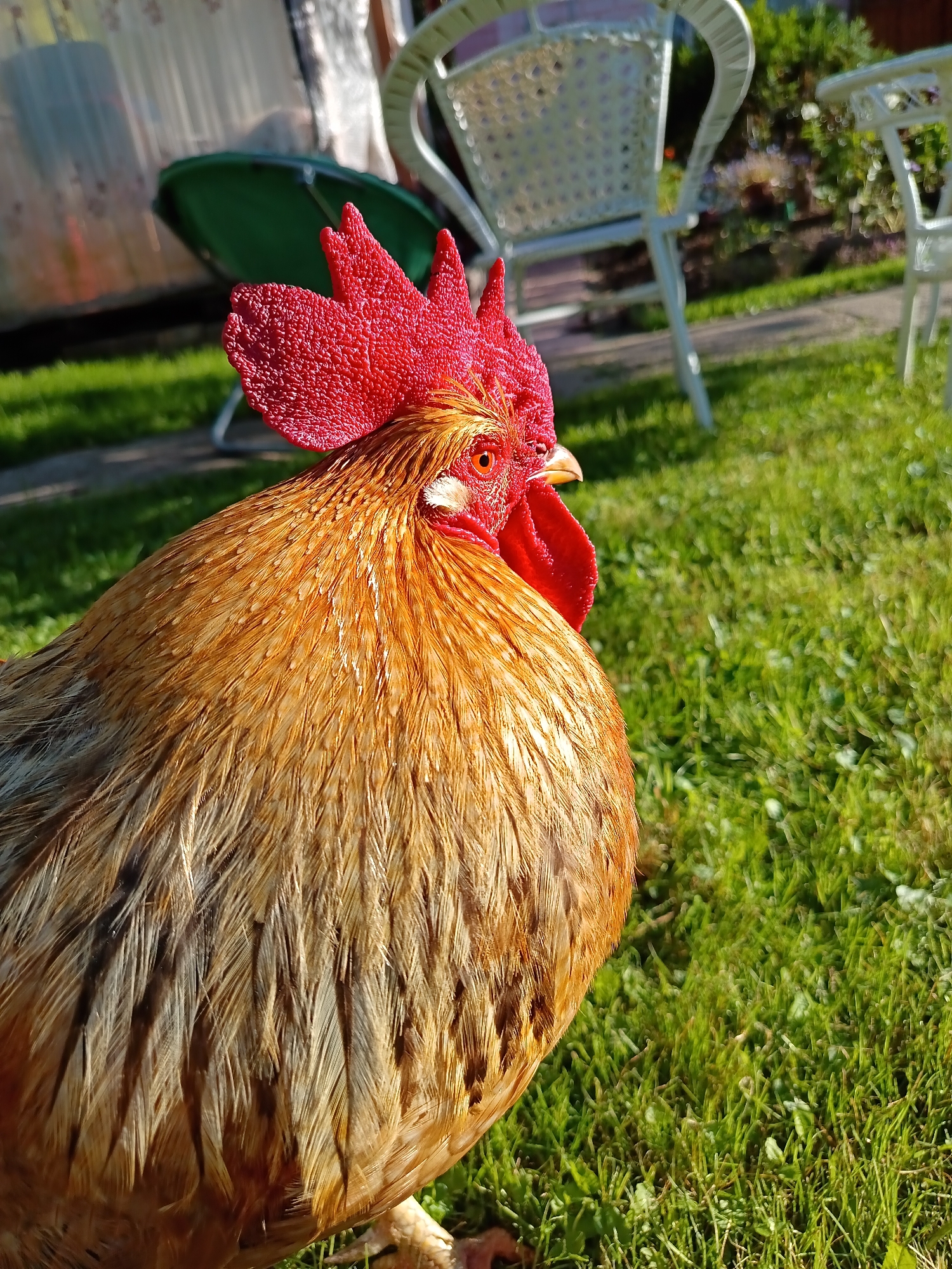 Golden rooster in close-up, red comb and all