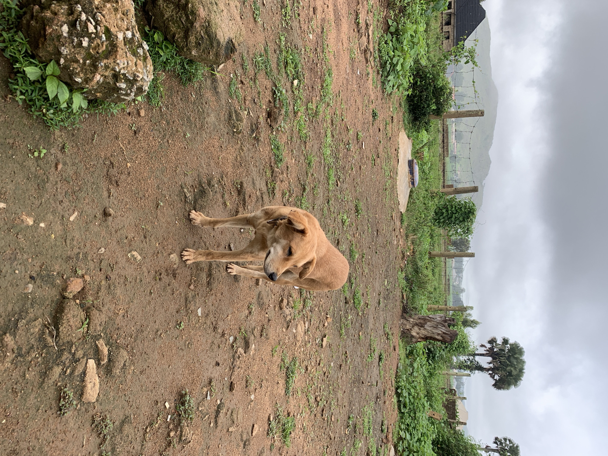 A dog rests in a dusty yard in rural Kuru Karama