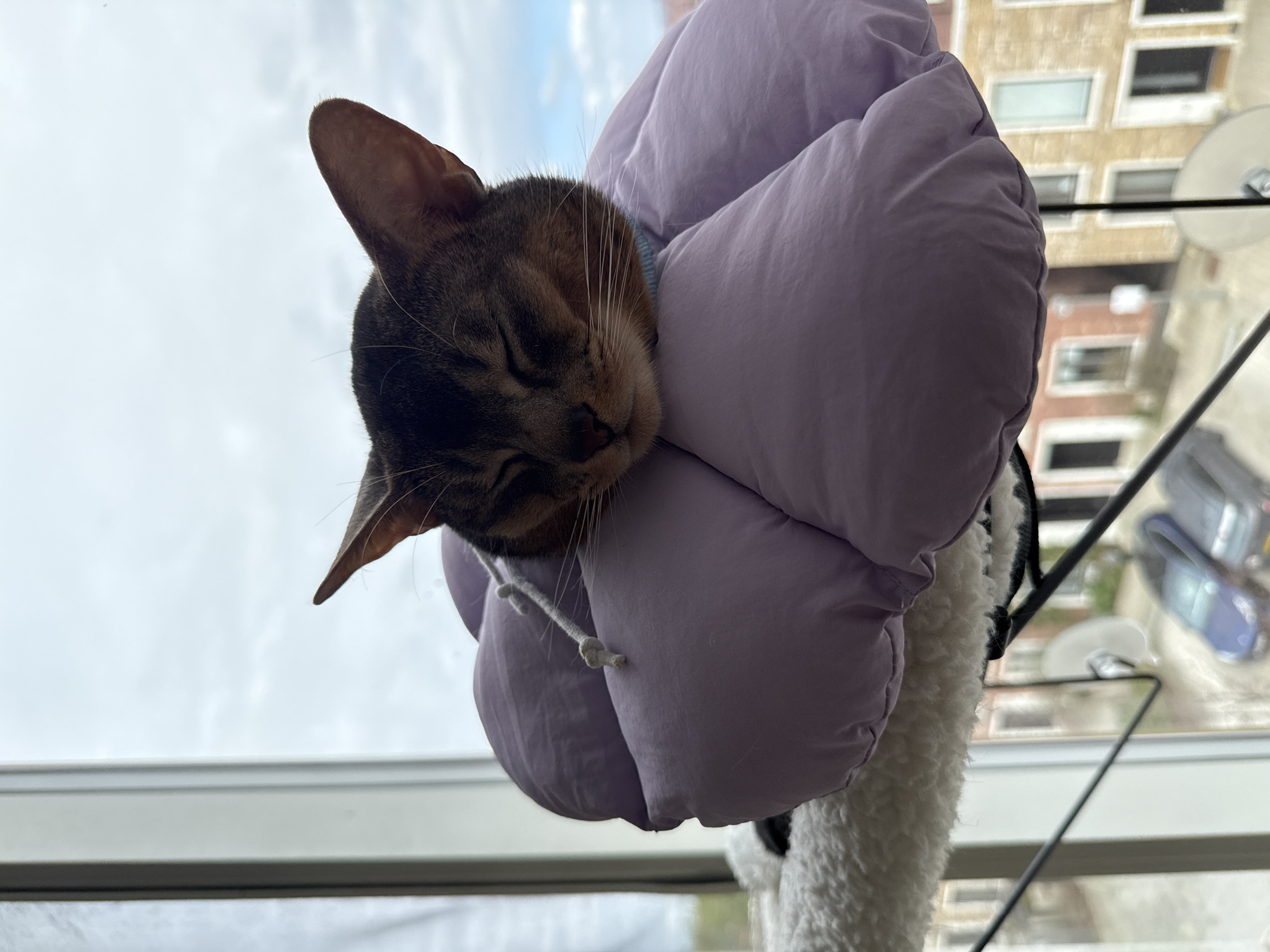 London residents share quiet afternoon moments with pets, selfies