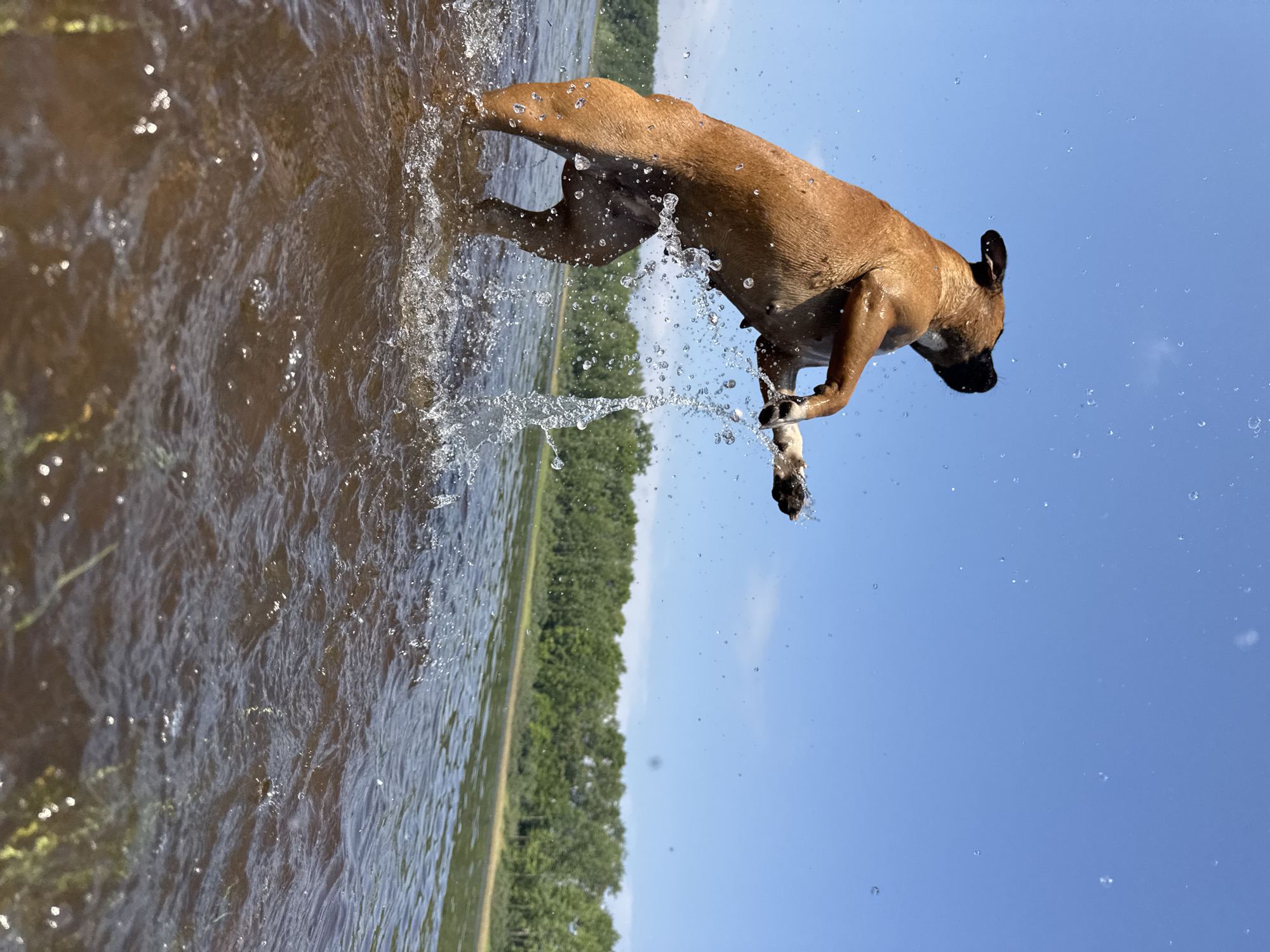 Dog leaps from Kama River near Chaikovsky, Russia