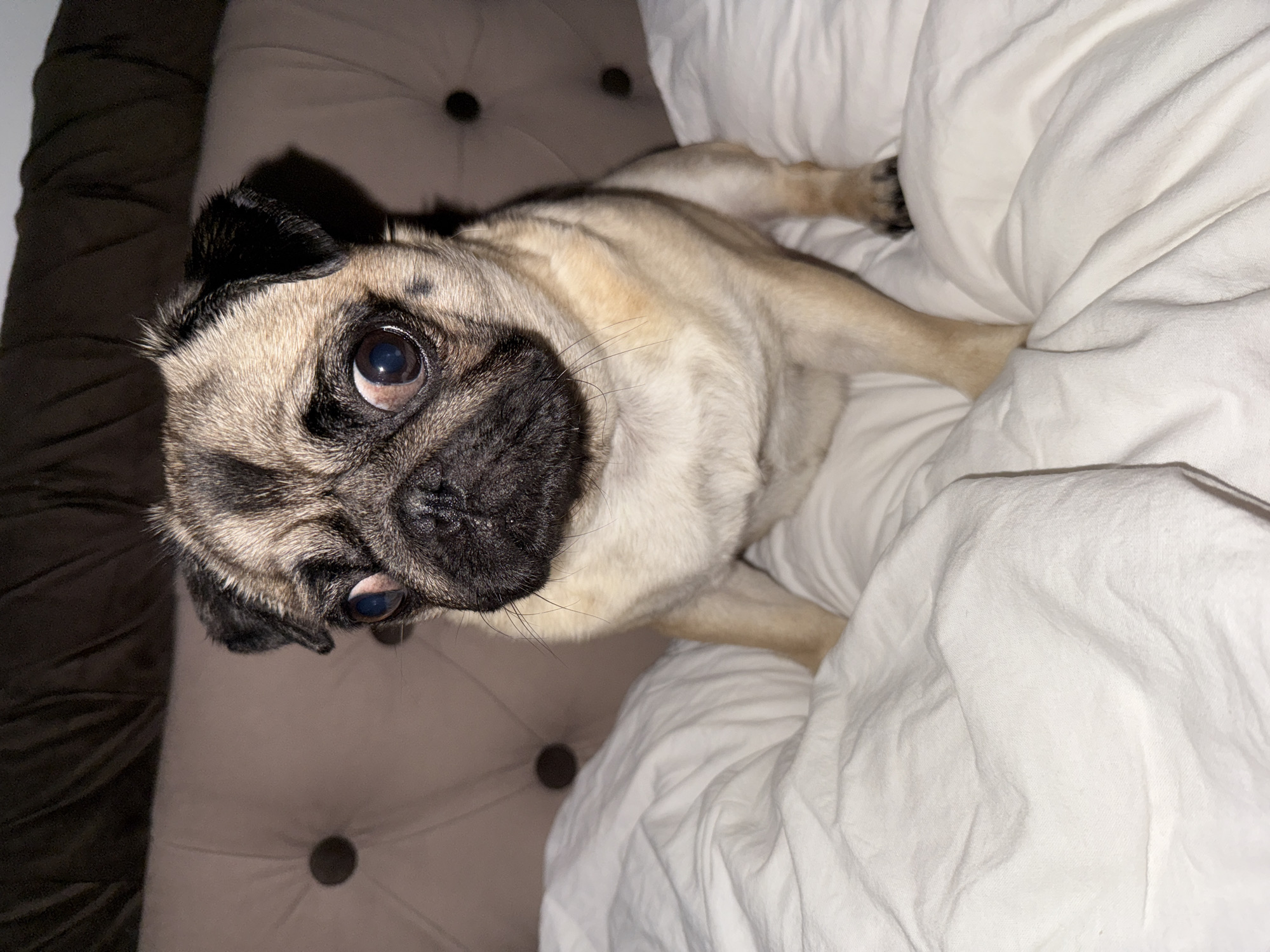 Pug observed resting in multiple positions on bedding surfaces