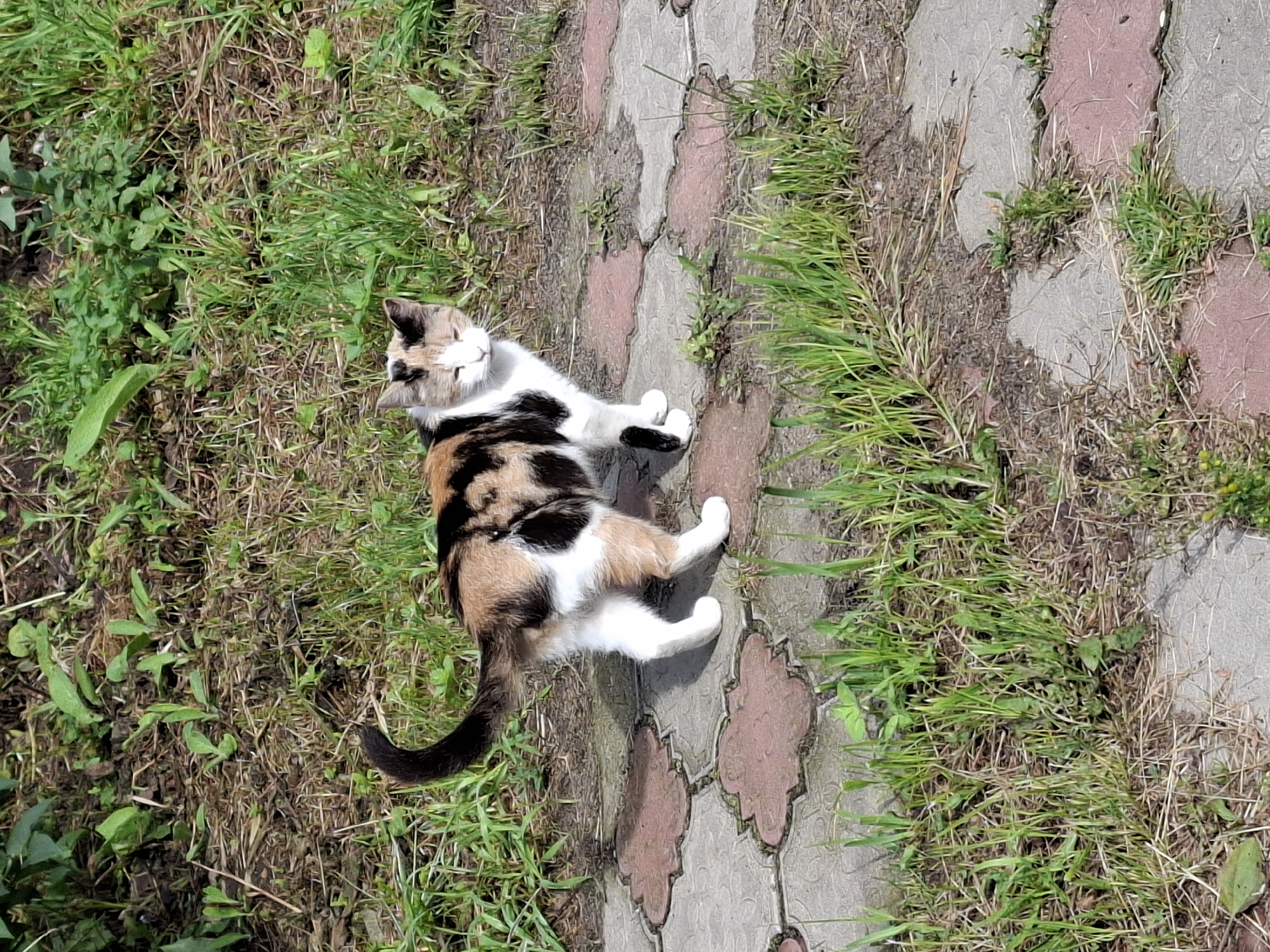 Neighborhood morning: street scenes, garden life, and everyday errands
