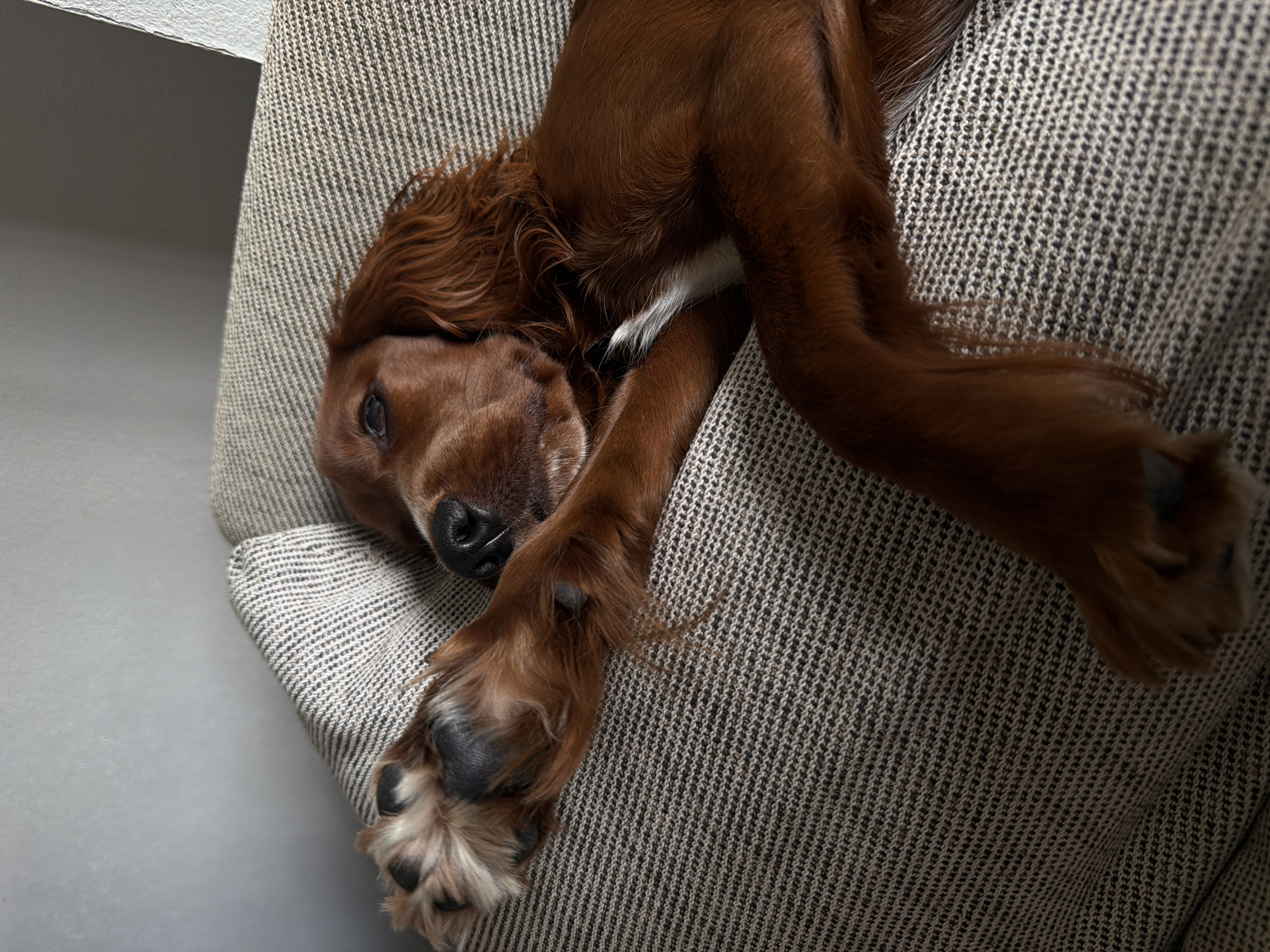 Morning tea ritual with sleeping Irish Setter in Chang Phueak