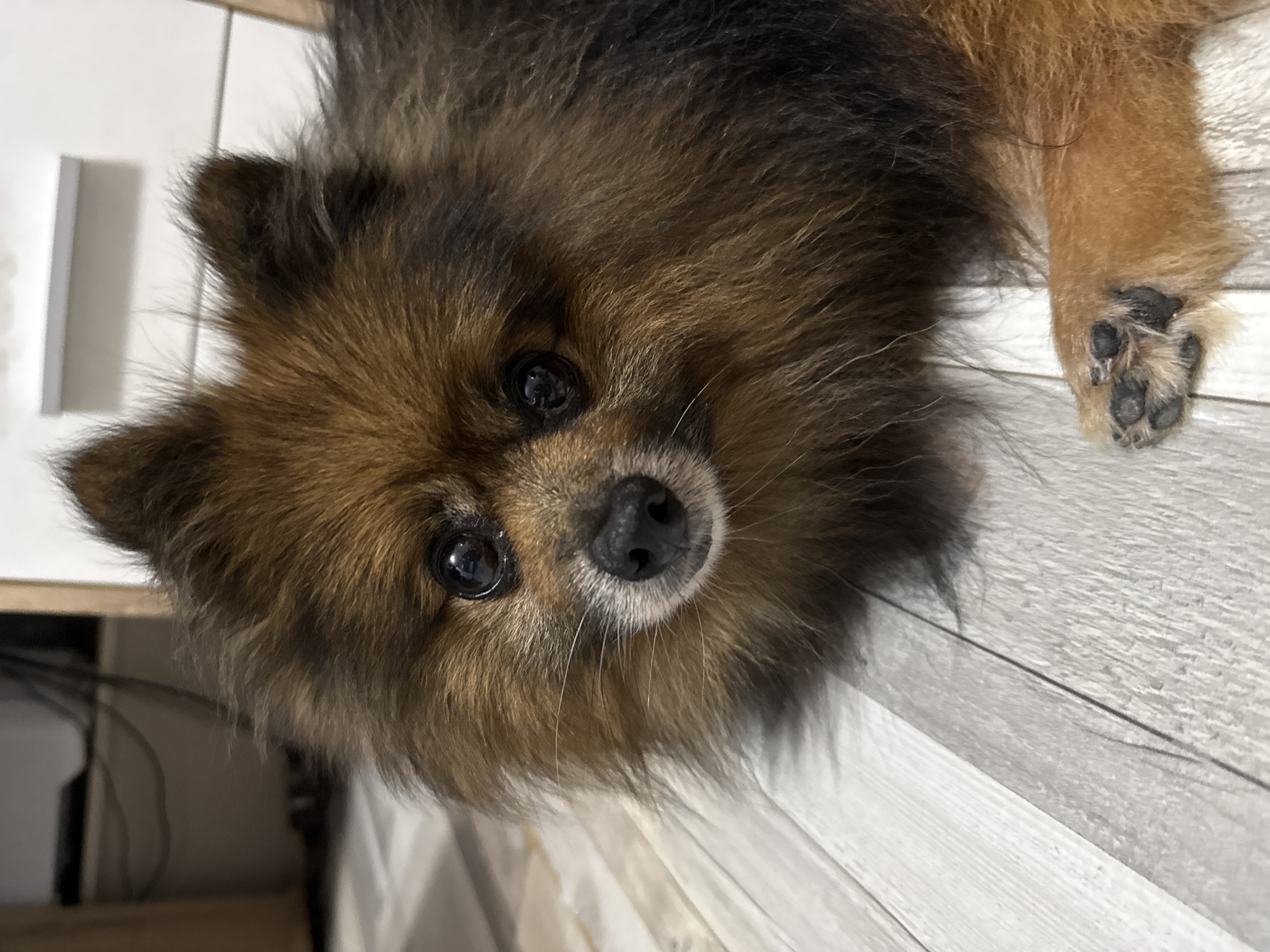 Pomeranian dog spotted resting on wooden surface in Varna