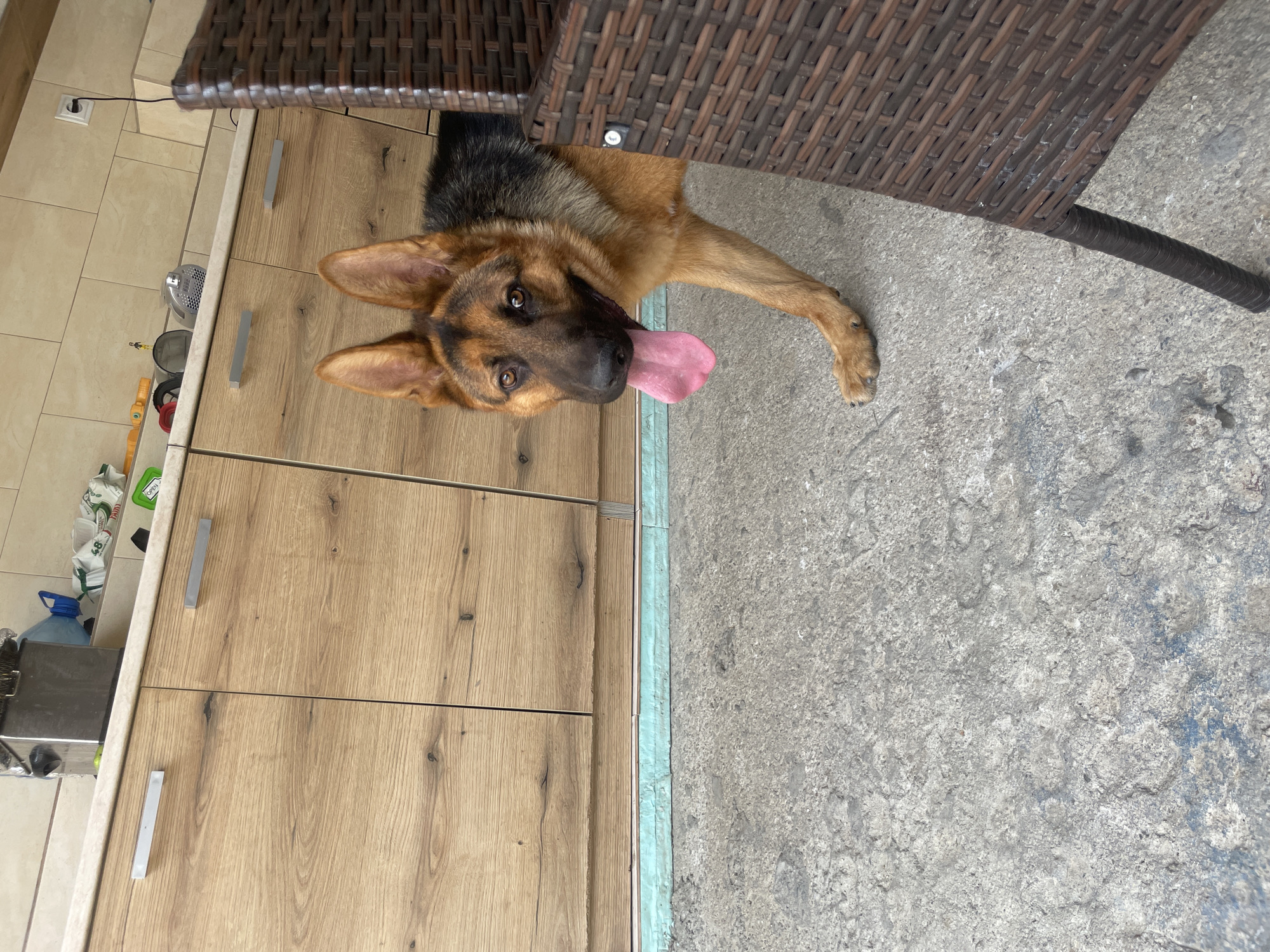 German Shepherd chills and naps in Ablanitsa, Bulgaria