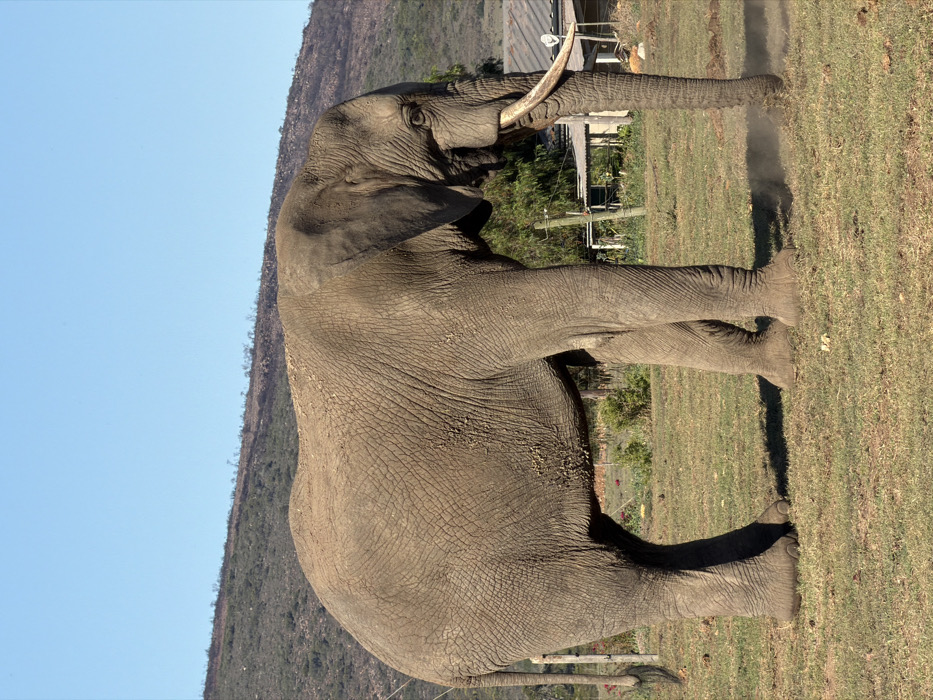 African elephant spotted crossing grasslands in South Africa