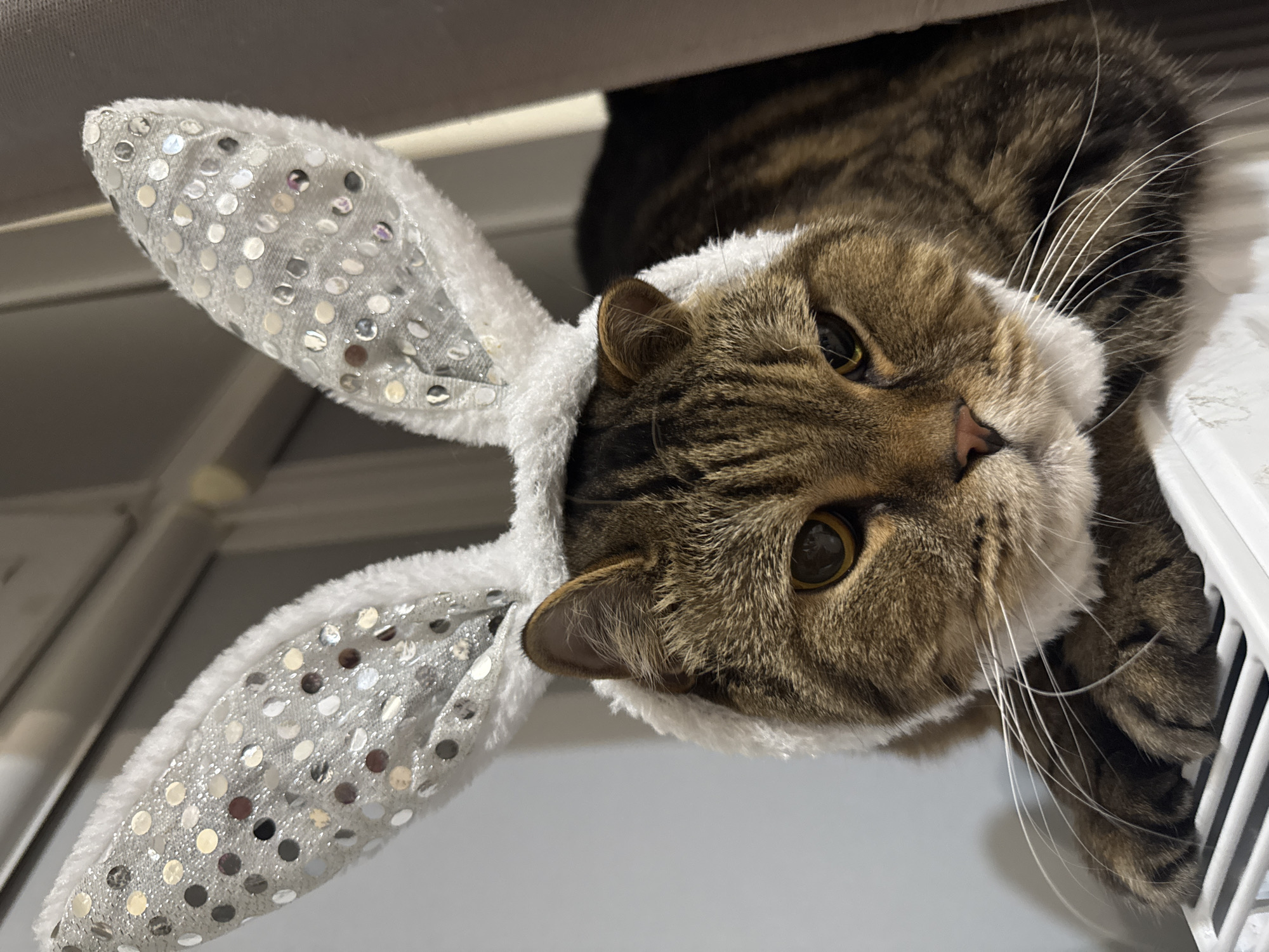 Tabby cat in bunny ears steals the show in Mikhaylovsk