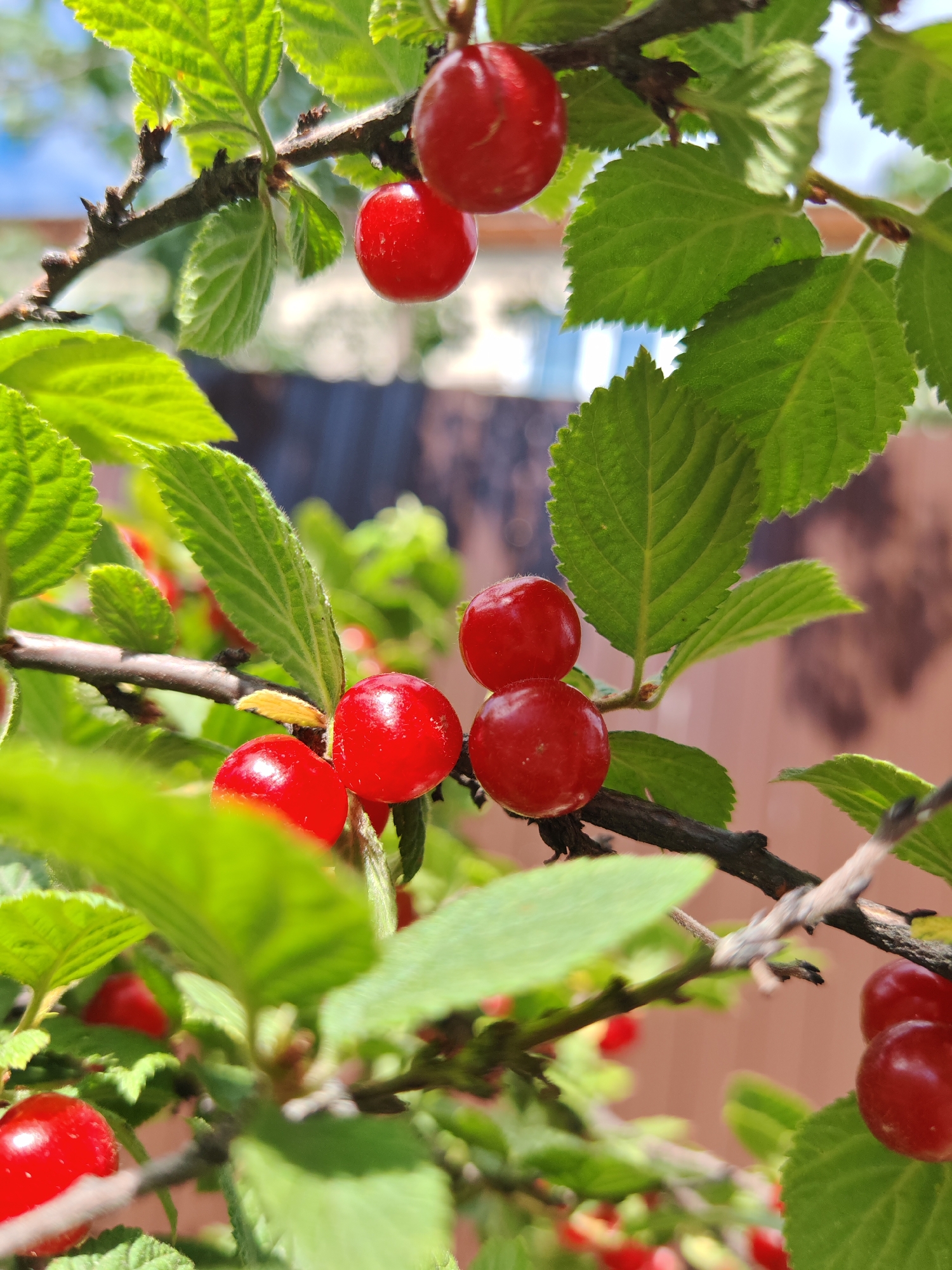 Summer garden plants in close-up, Irkutsk