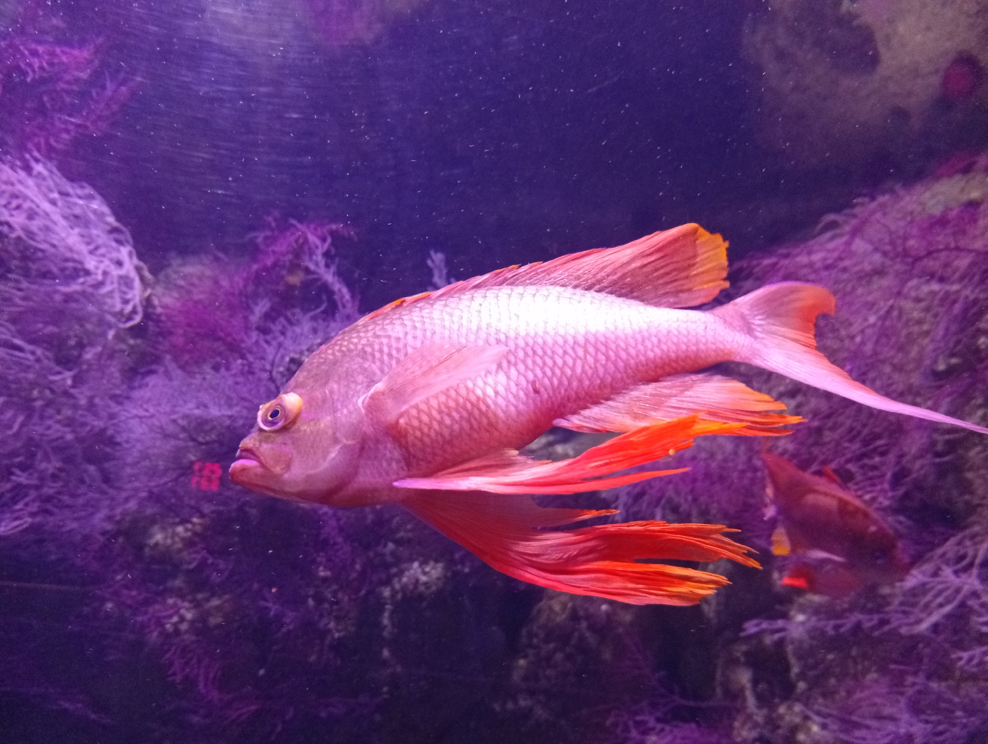Exploring the tanks and exhibits at Valencia's Oceanogràfic aquarium