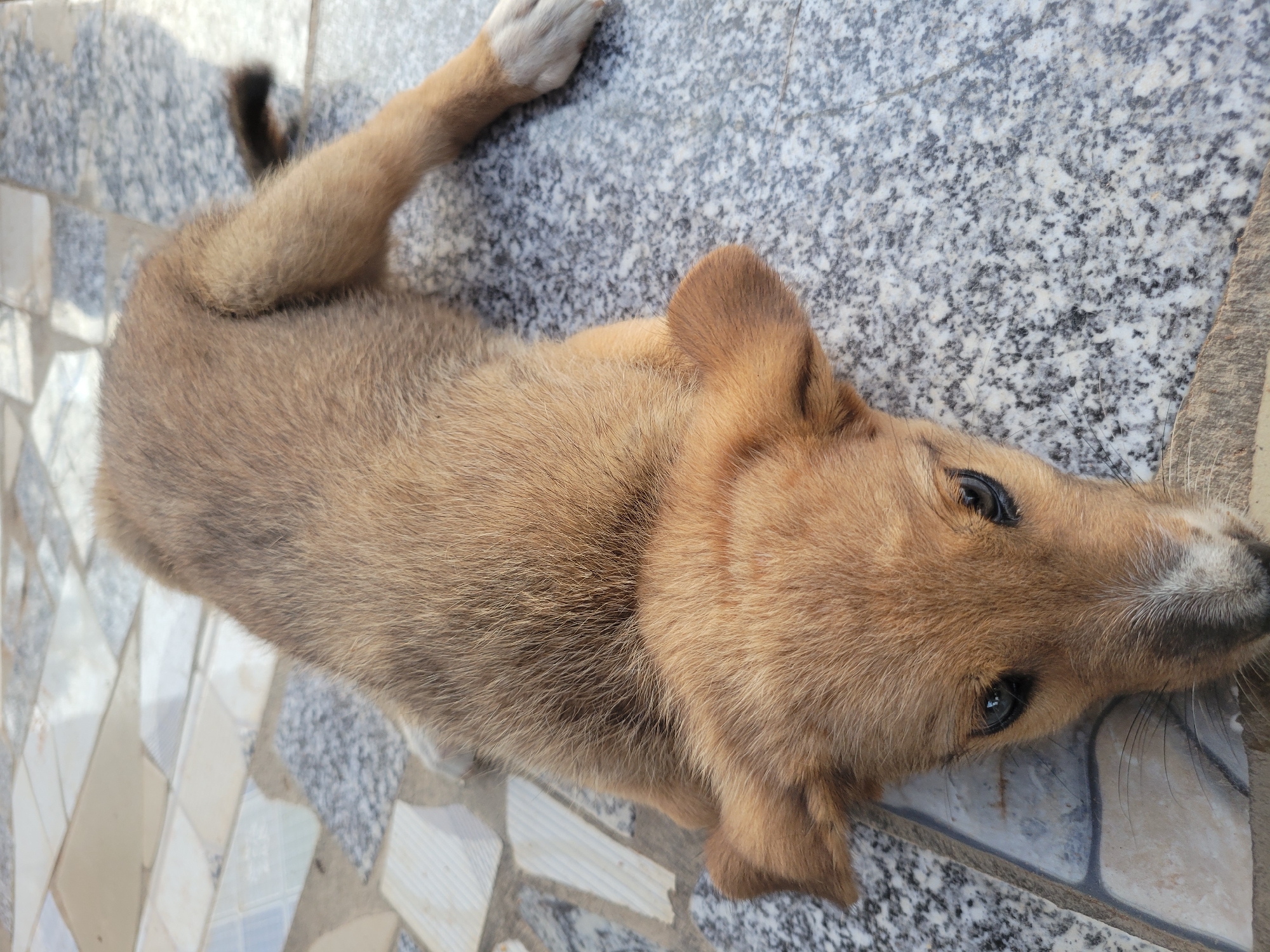 Puppy nursing and playing documented in Markurdi, Nigeria