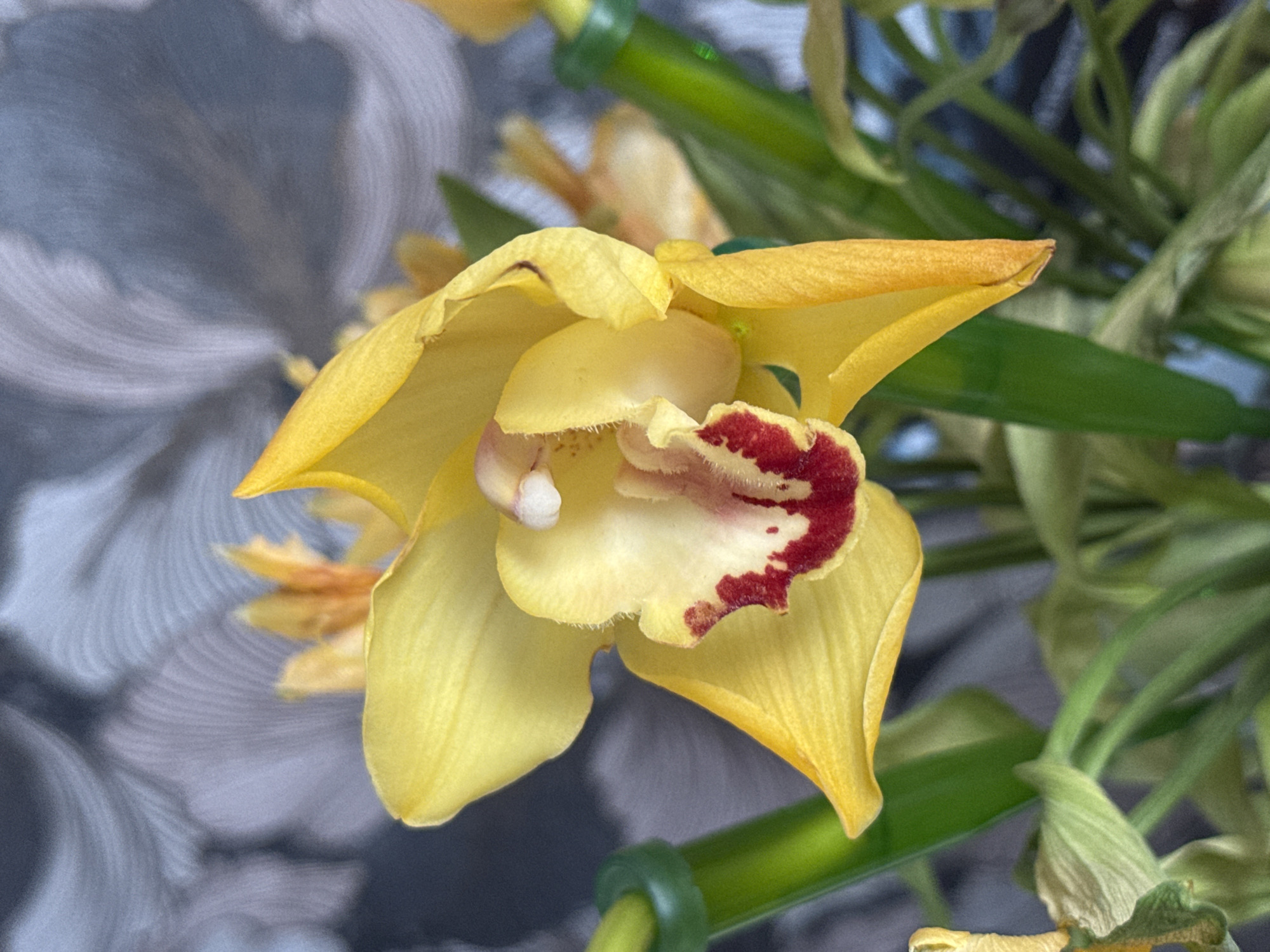 Yellow orchid with red markings photographed in Izhevsk