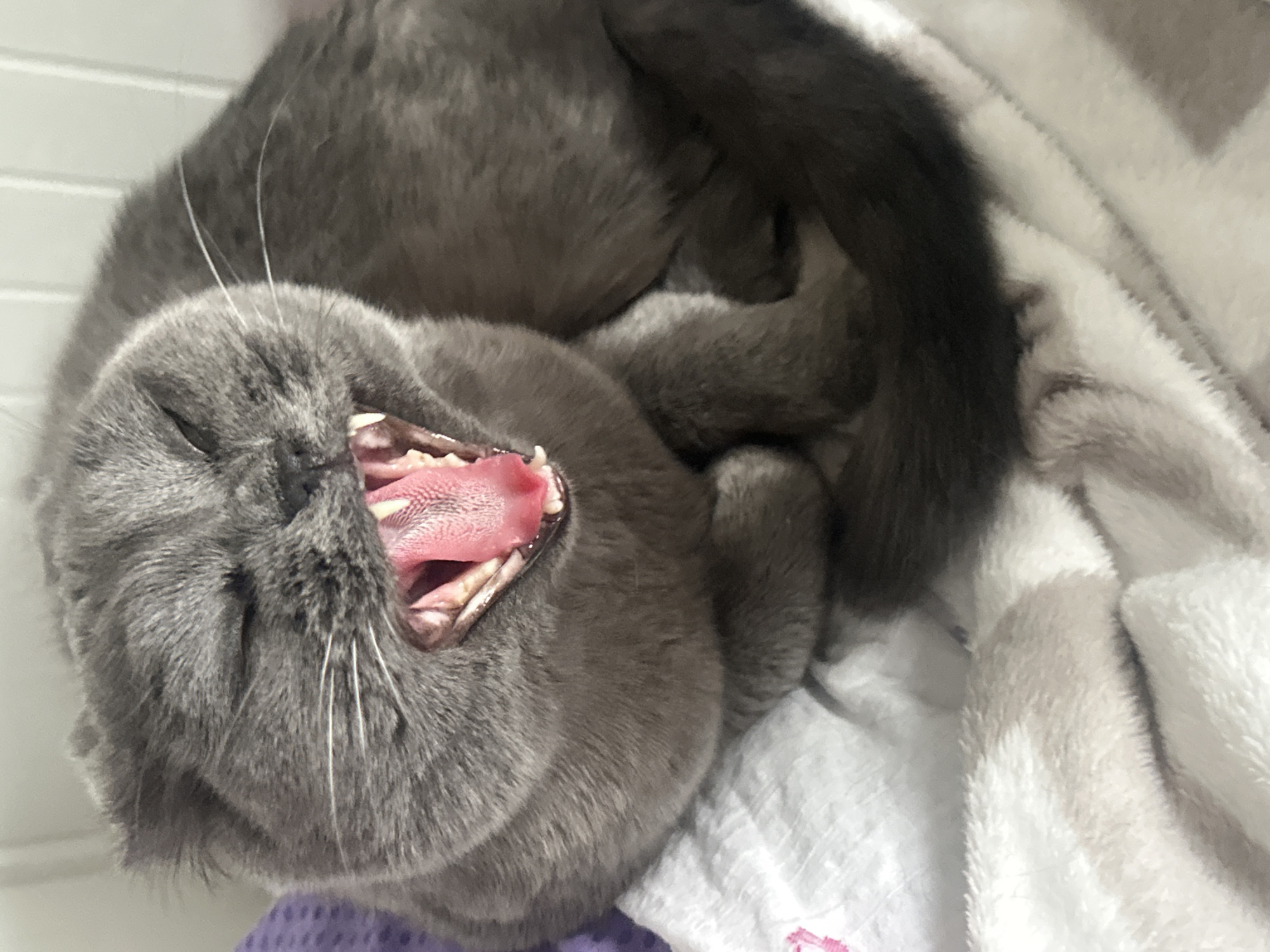 Cat yawns on blanket in Riga home