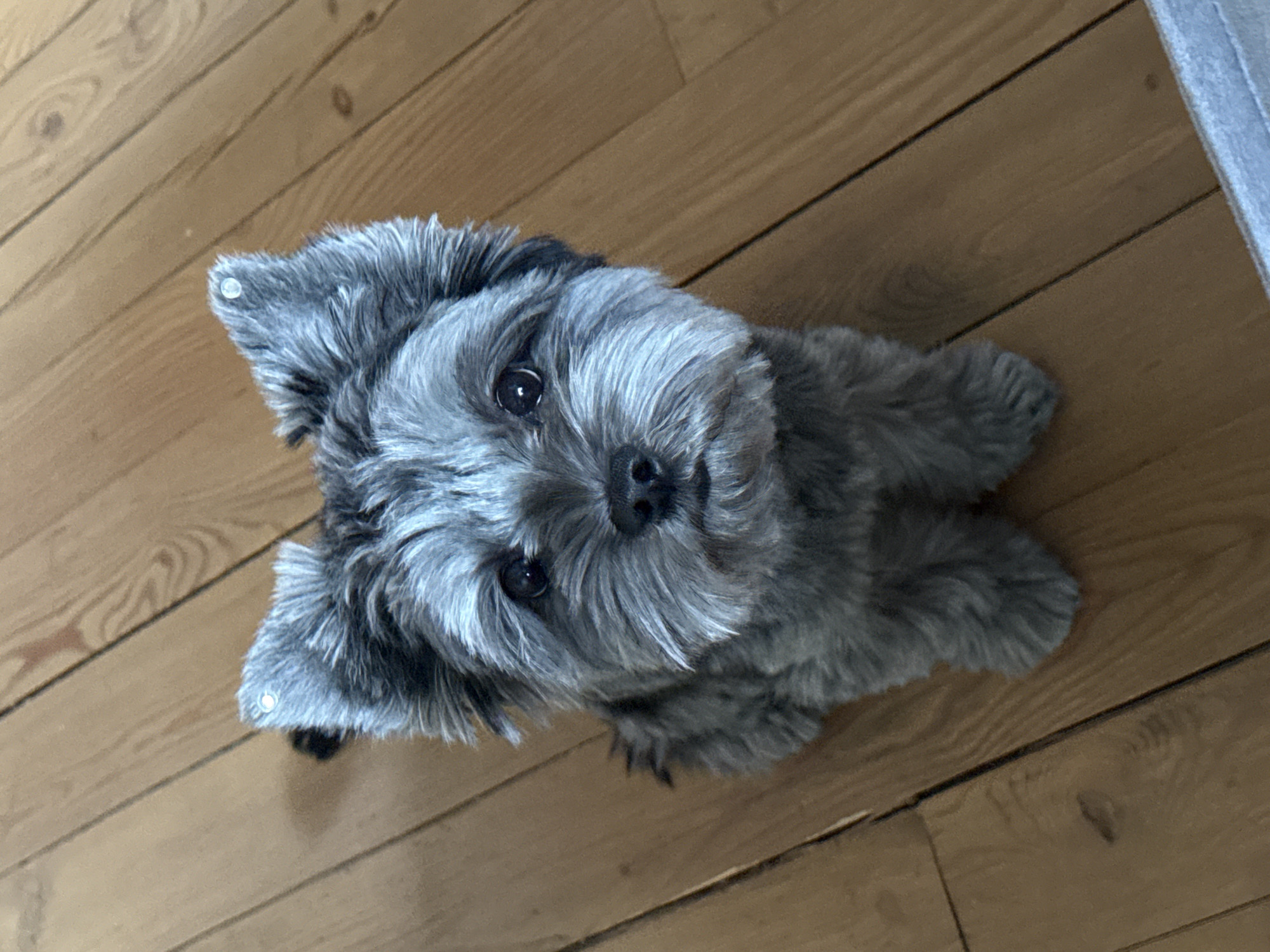 Small grey dog explores a home in Chaikovsky