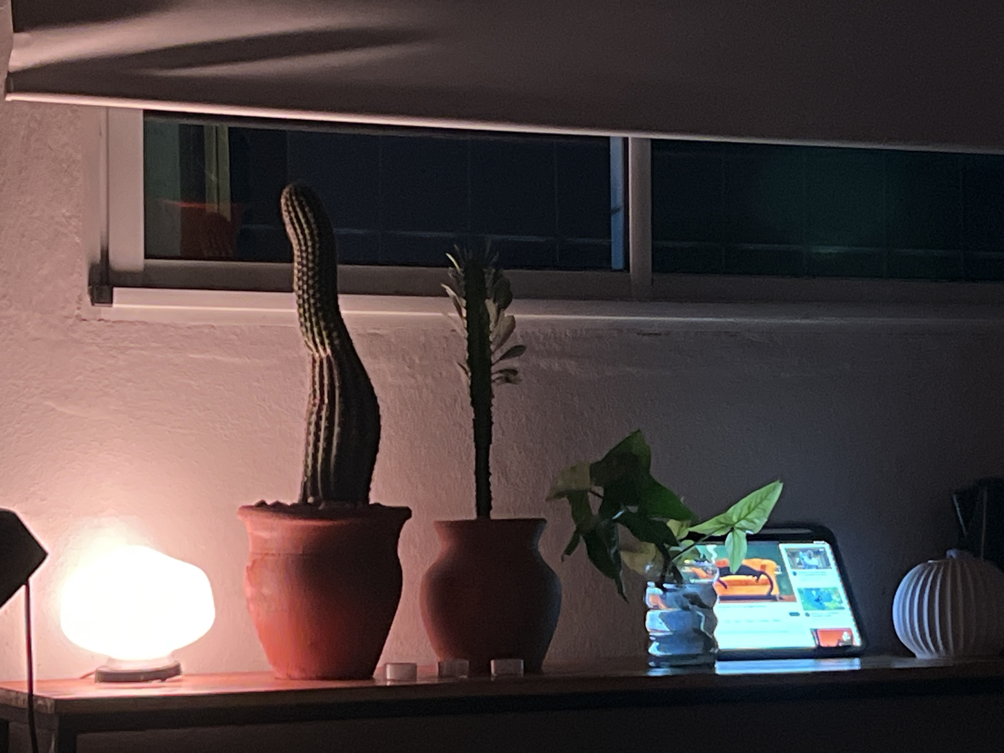 Nighttime indoor plant display documented in Sumalao, Argentina