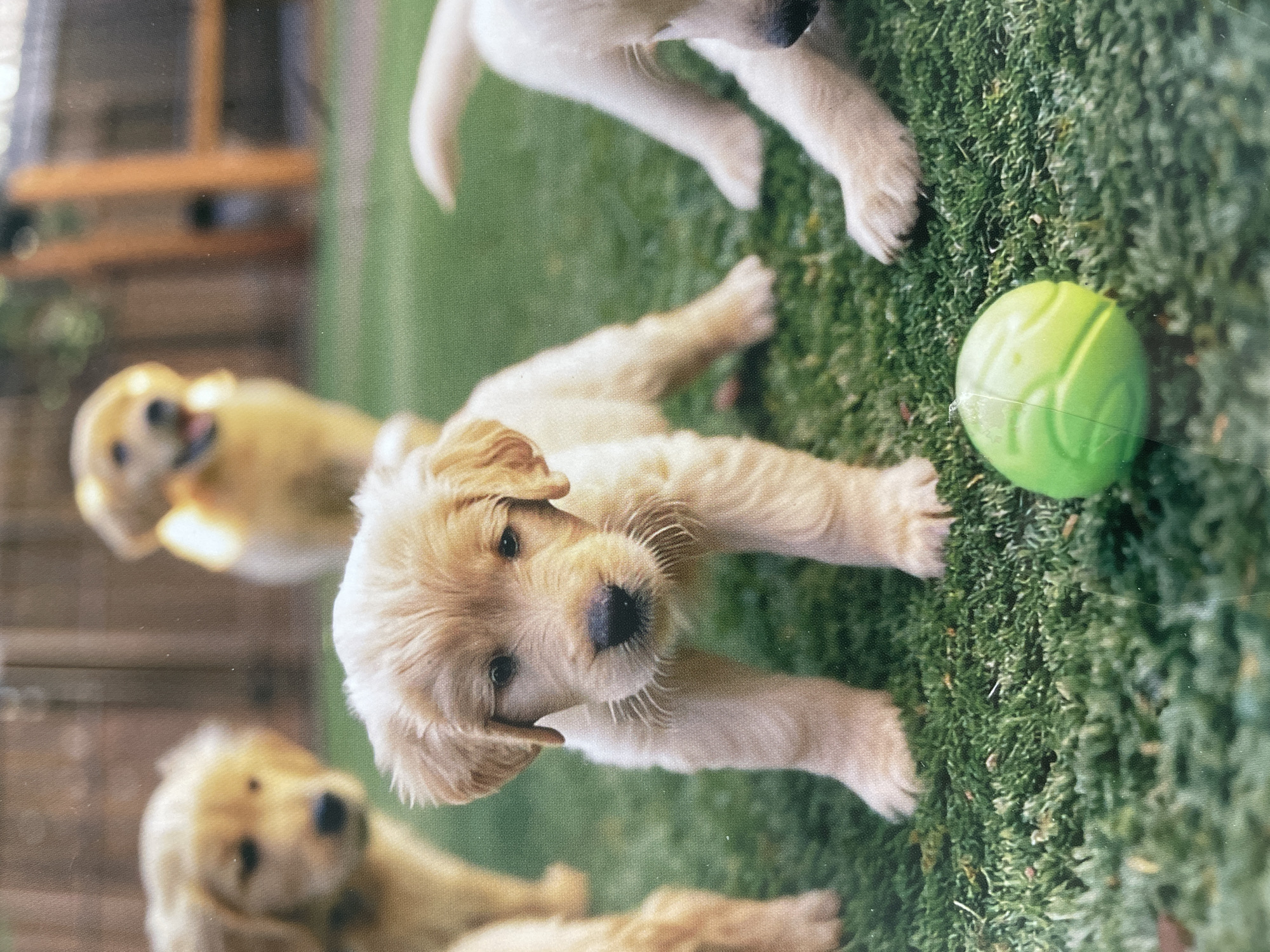 Puppies and street scenes documented across Sofia morning