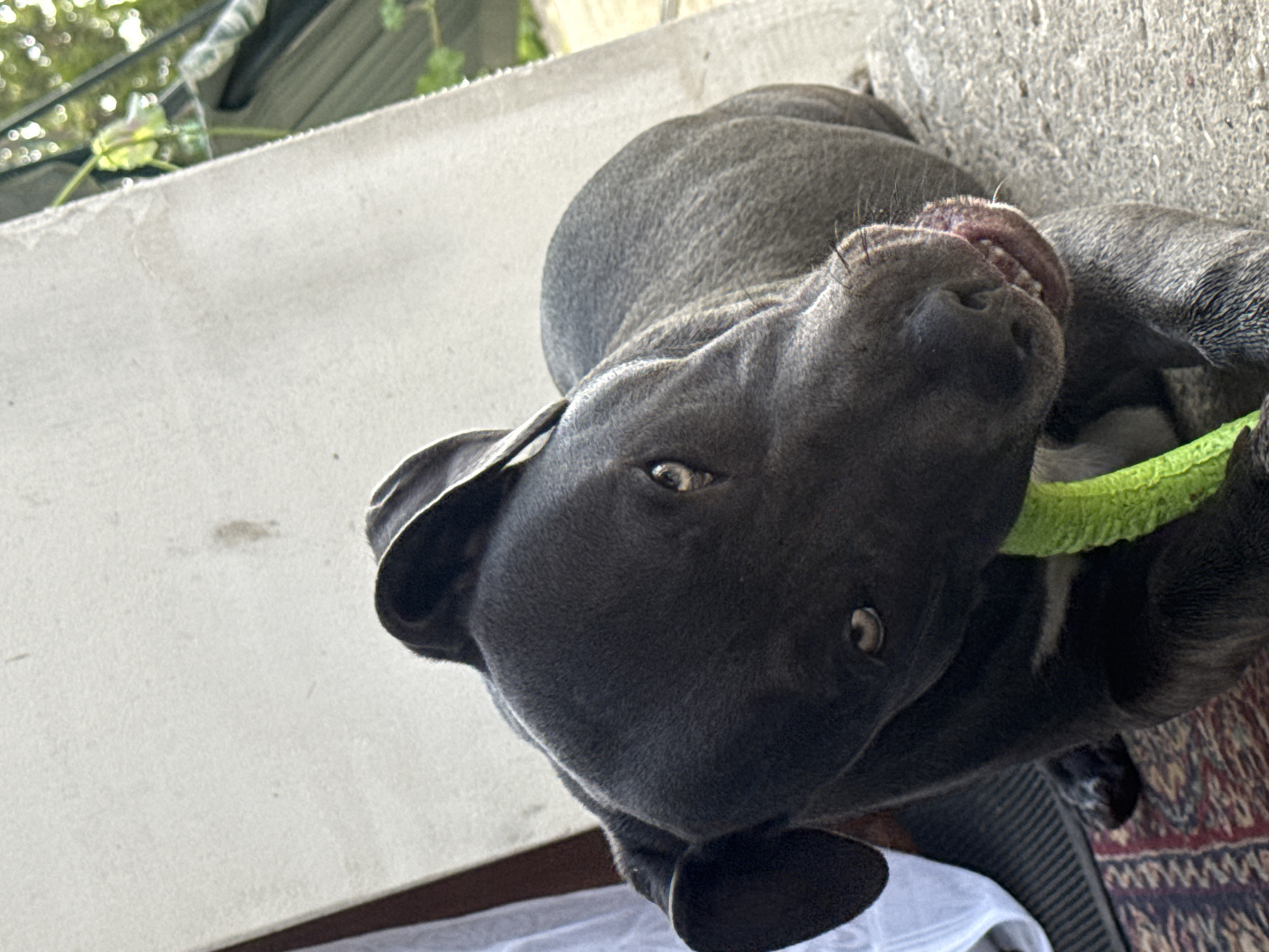 Dogs play with green toys in Zornitsa backyard