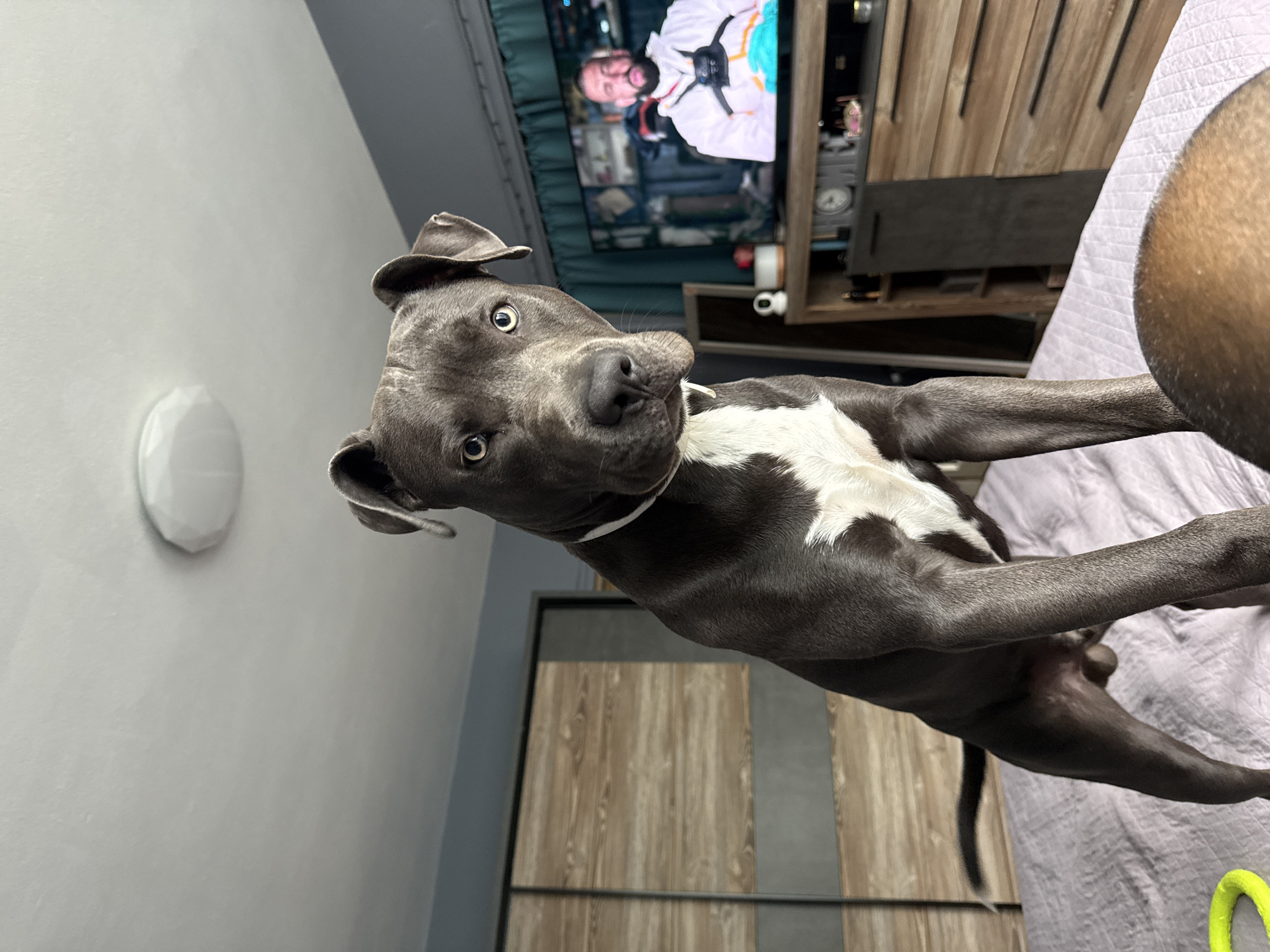 Morning moments: pit bull on bed, coffee foam in Varna