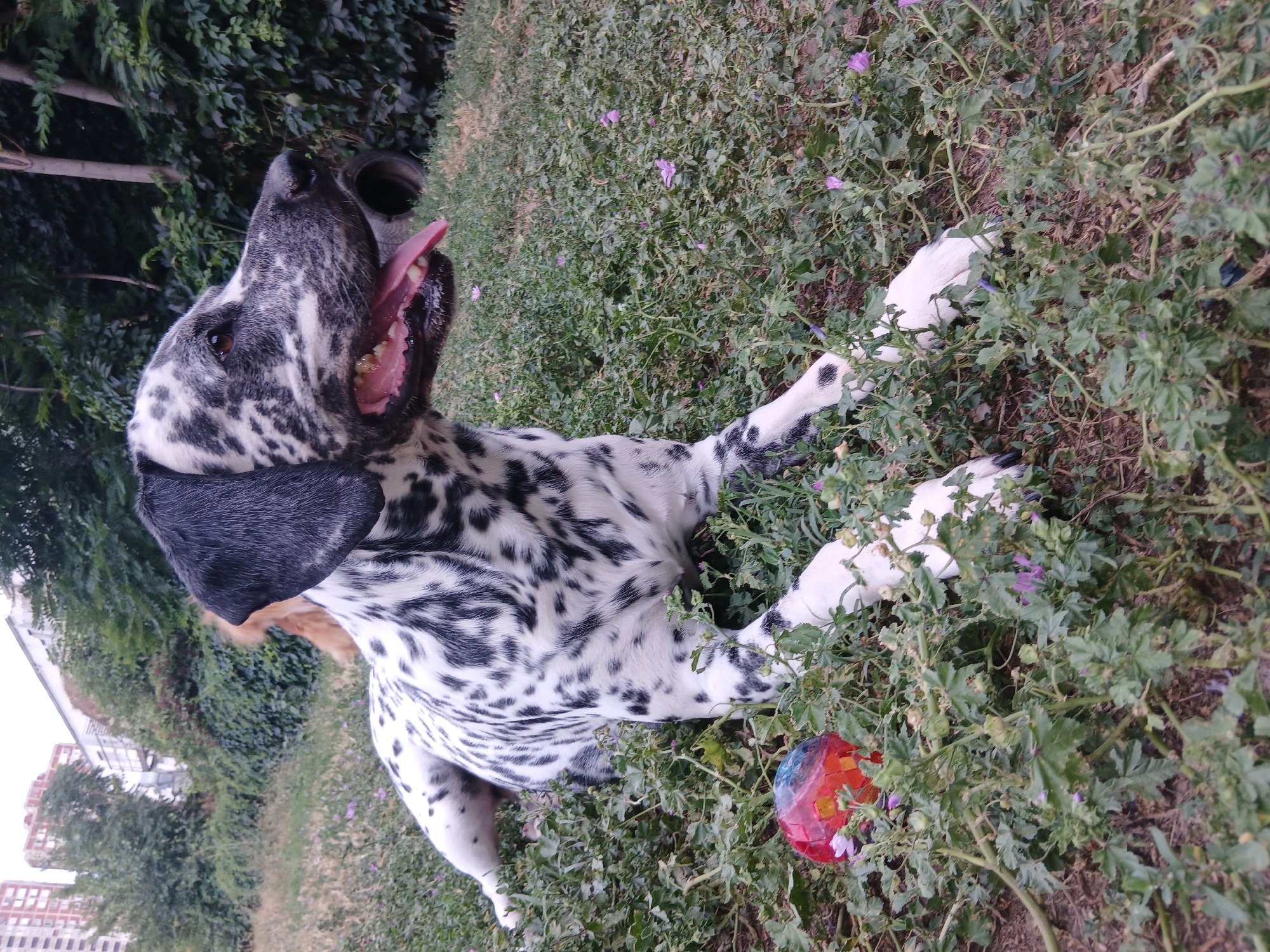 Dalmatian and friend enjoy a relaxed afternoon in the grass