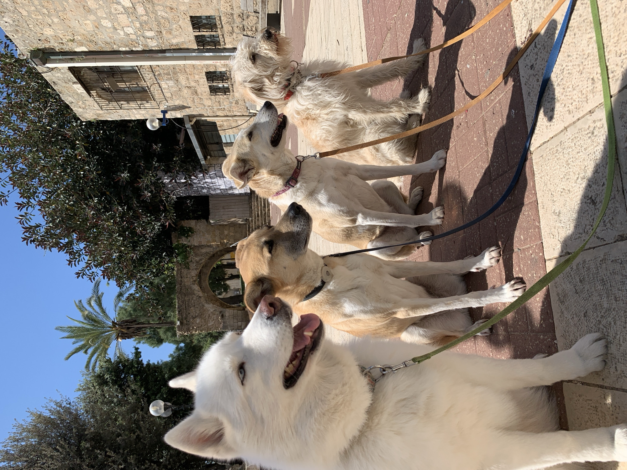 Four dogs sit in formation on Tel Aviv pavement
