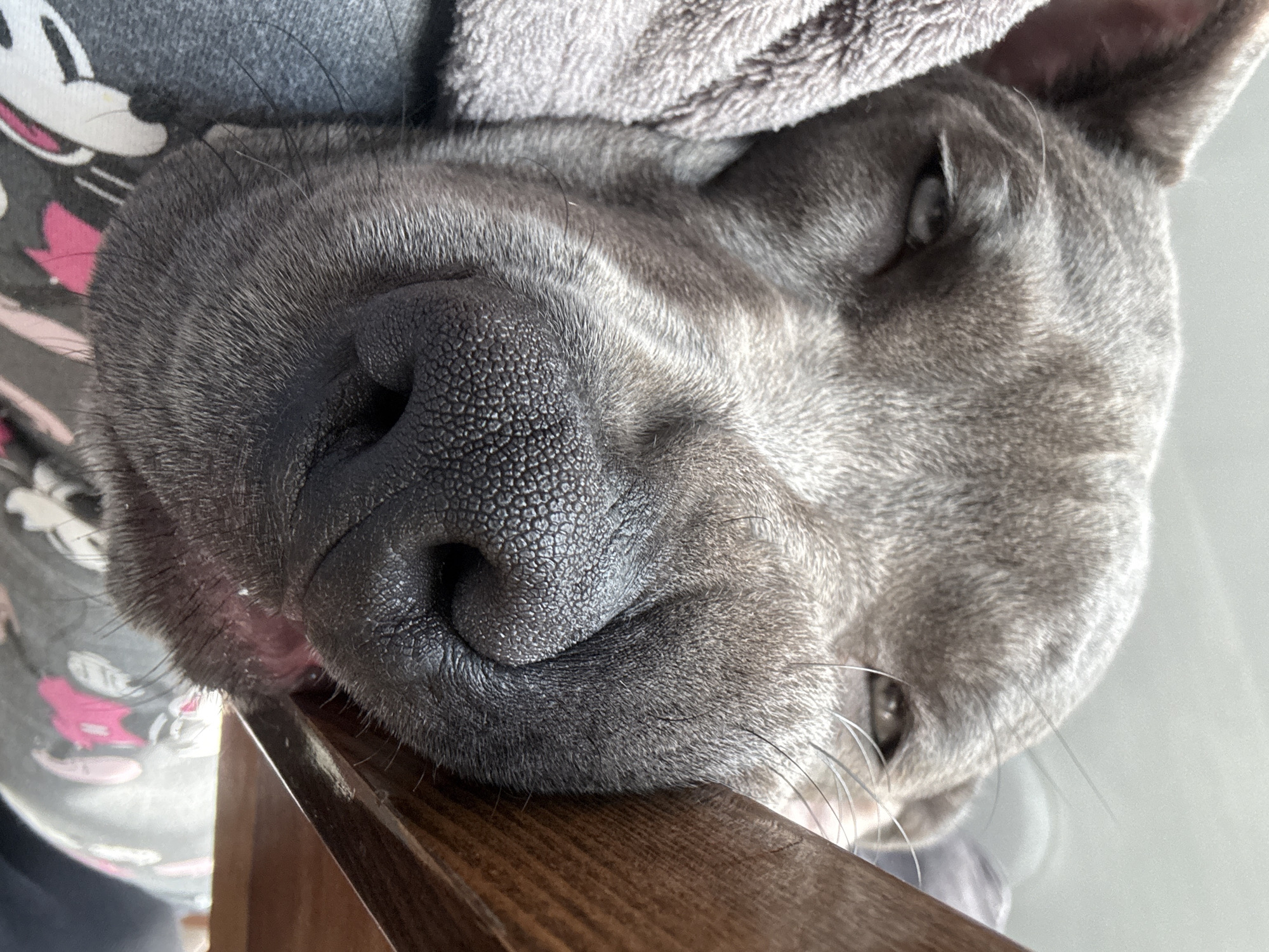 Grey dog photographed resting in Varna, Bulgaria morning