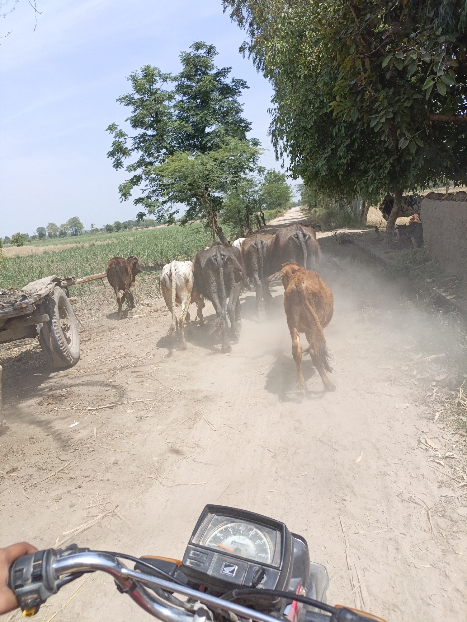 Rural Pakistan morning: cattle herding, farm views, TikTok browsing
