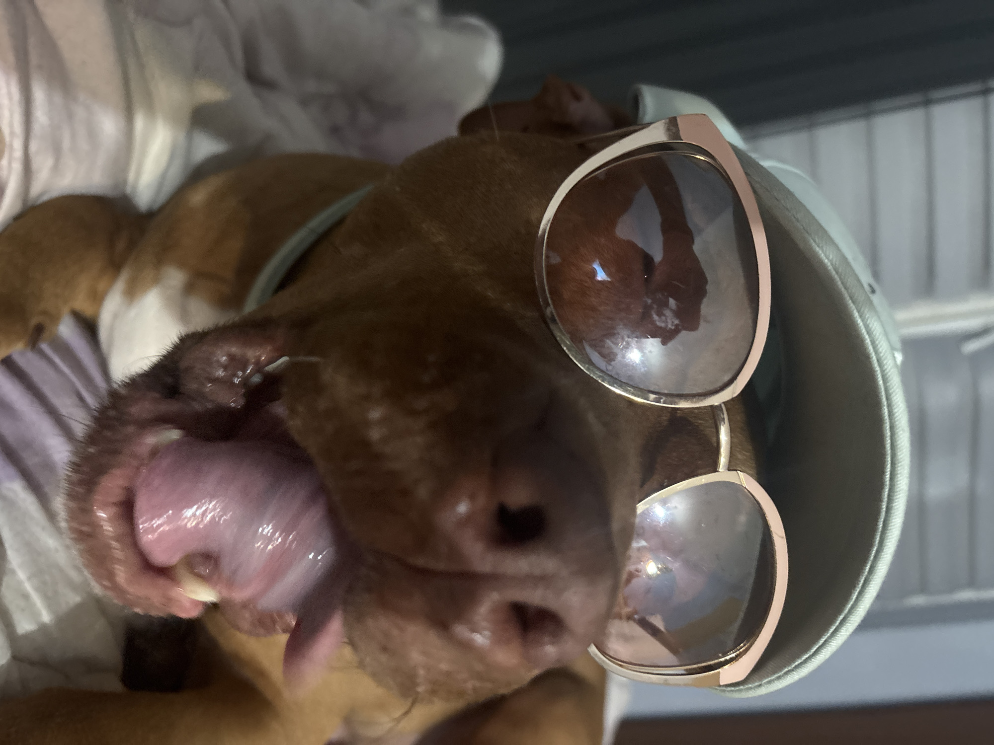 Dog in sunglasses and caps photographed in Sofia apartment