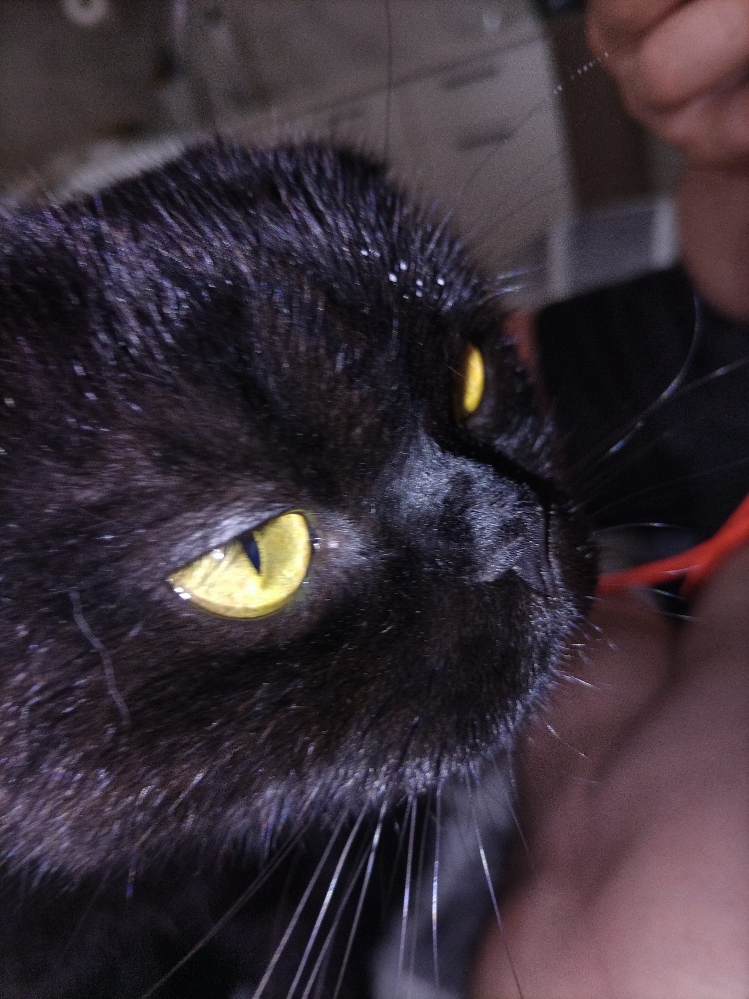 An afternoon with two cats, lots of close-ups.