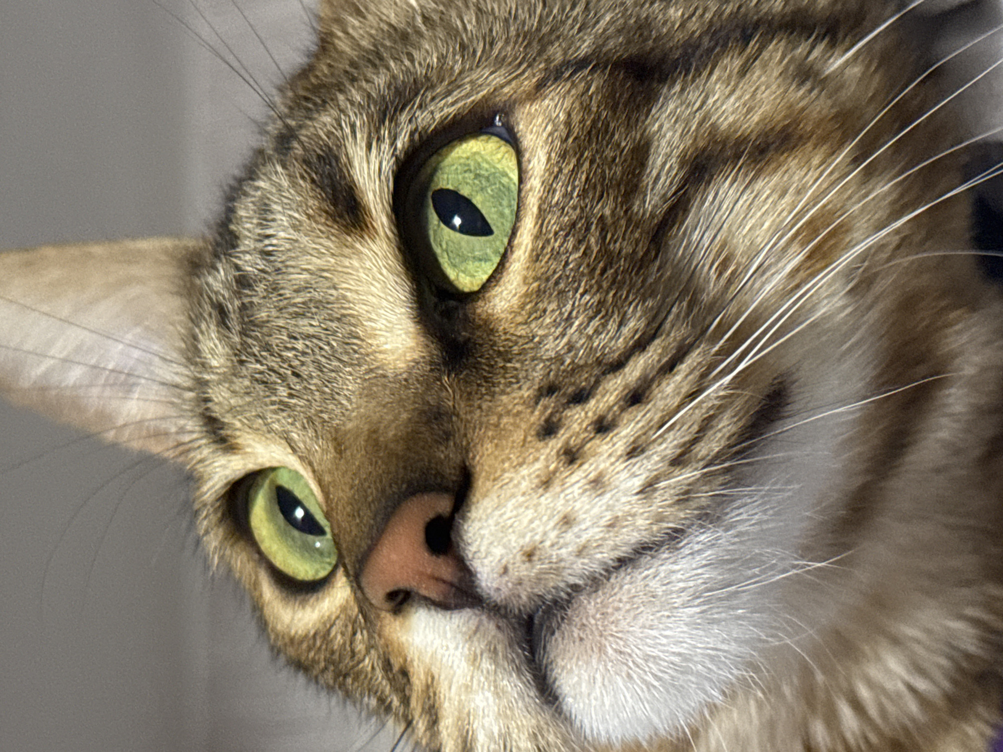 Tabby cat photographed multiple times in Votkinsk, Russia