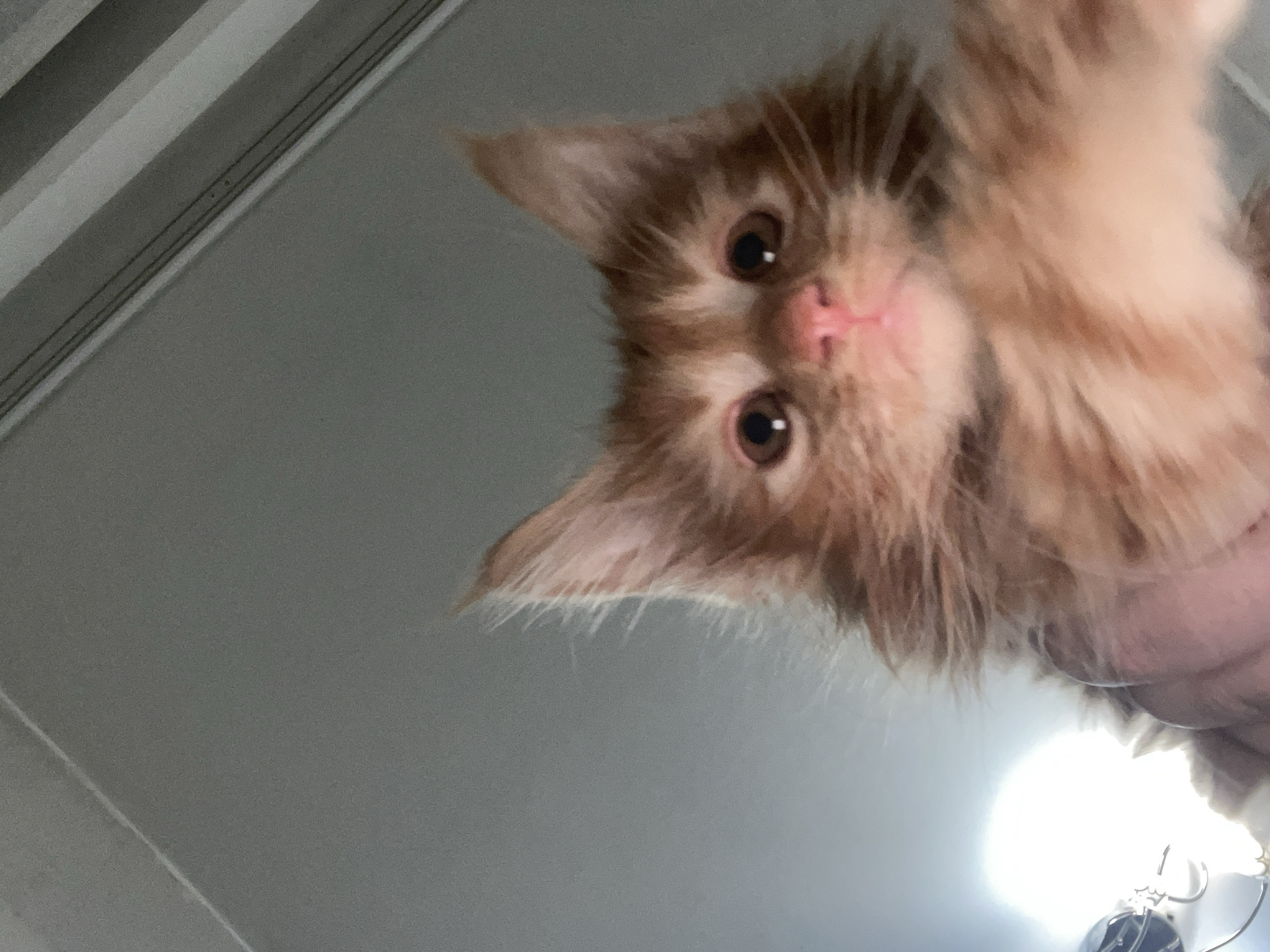 Close-up cat portraits, kittens to adults, some in cages