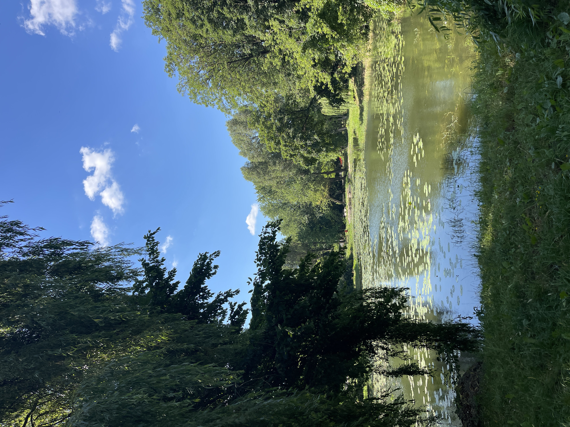 Calm summer morning at a Ternopil park and waterway