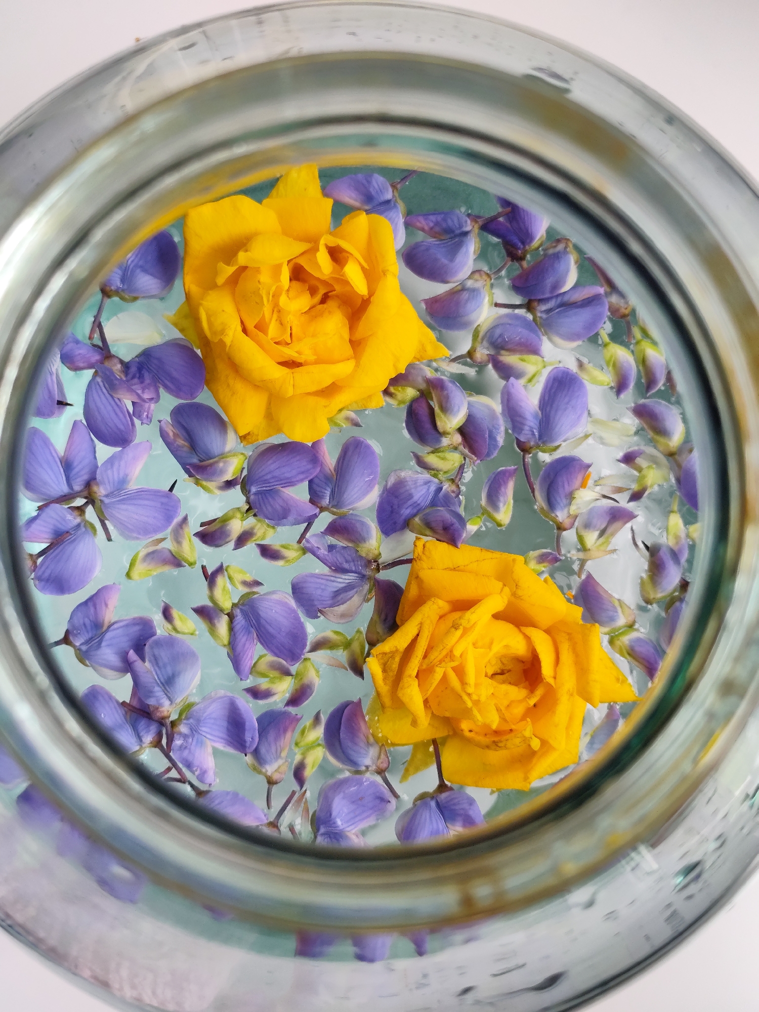 Woman documents rain-kissed yellow roses in Russian village