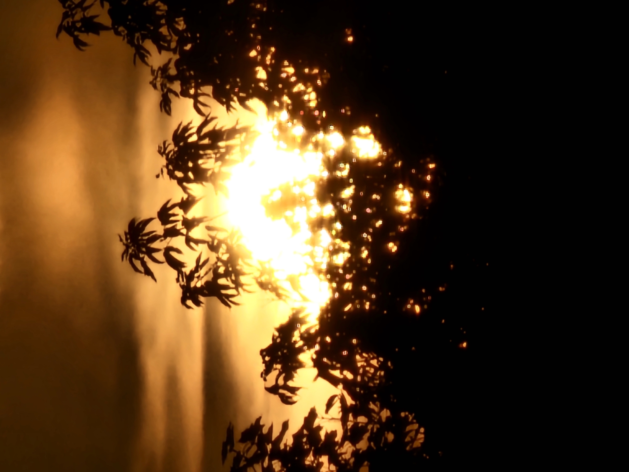 Golden sunset through silhouetted trees in Khimki