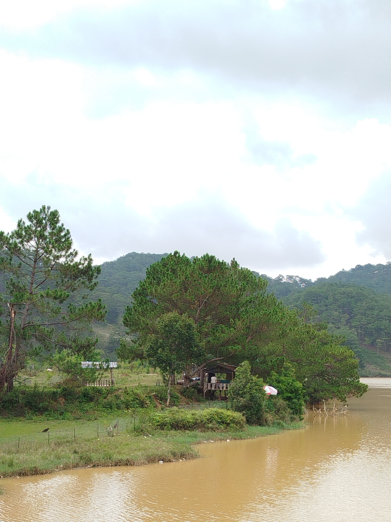 Water buffalo graze by lake in Da Lat highlands