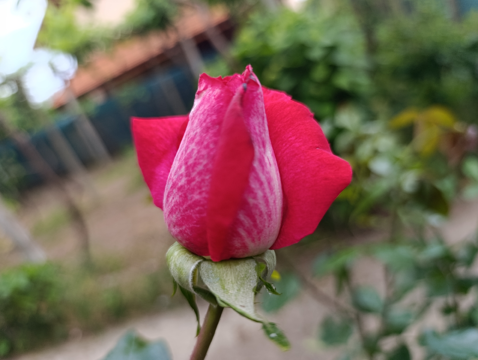 Garden flowers and street scenes documented in Bulgarian village