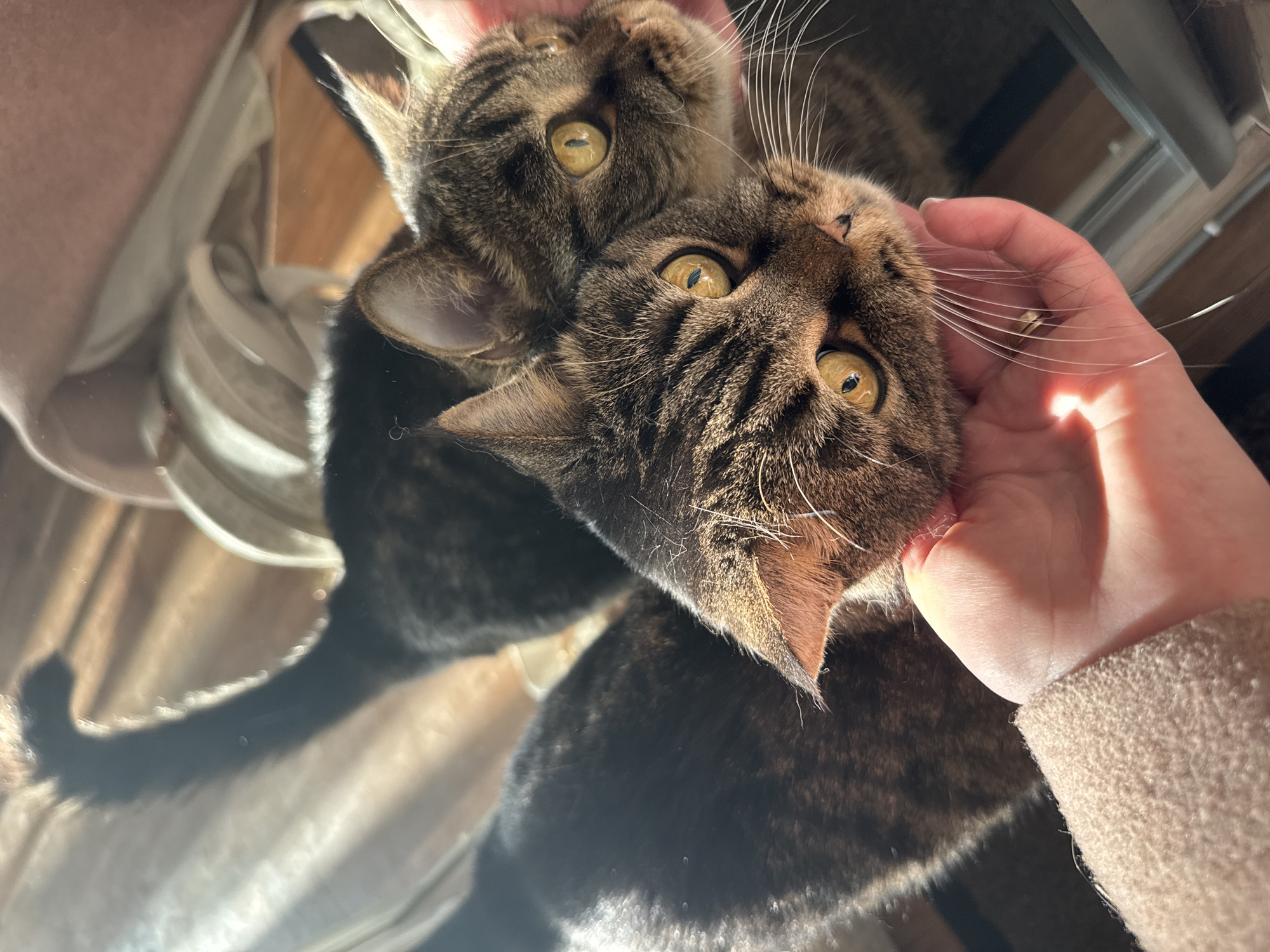 Woman documents quiet moments with tabby cat in Perm apartment