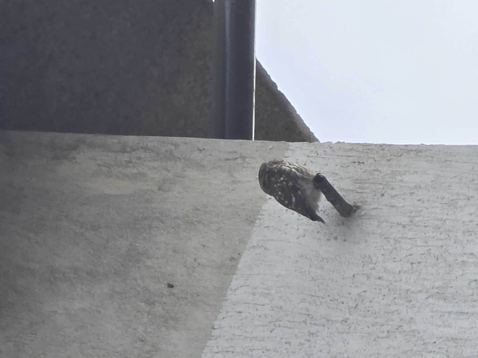 Small owl spotted perched on residential building