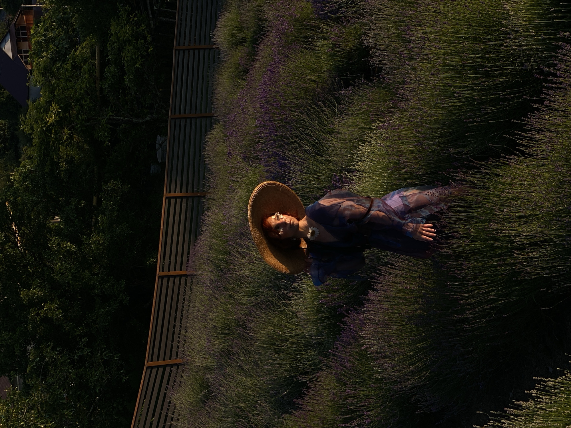 Sunset photo shoot at a lavender farm near Sochi