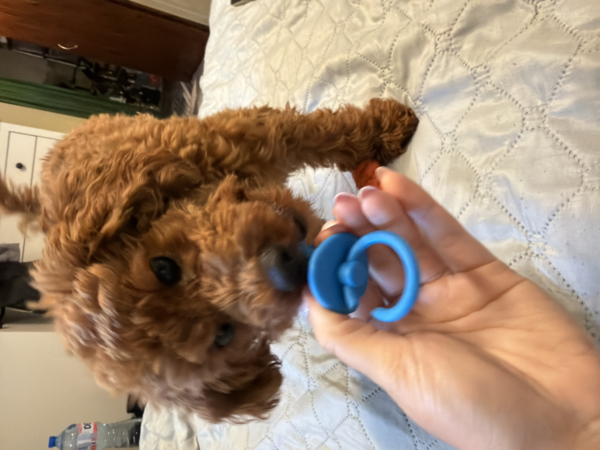 Lazy afternoon with a toy poodle and flowers in Sofia