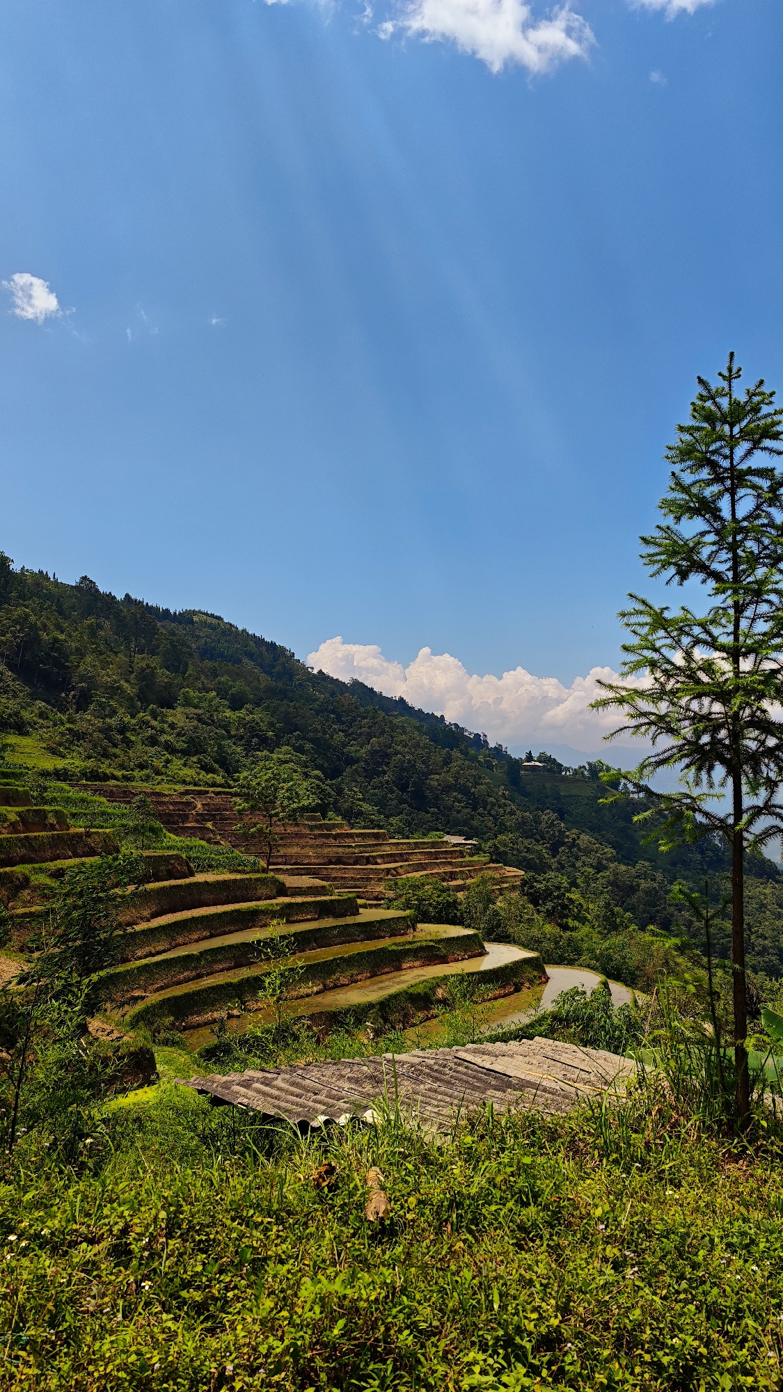 Driver photographs Vietnam's terraced rice fields during morning journey