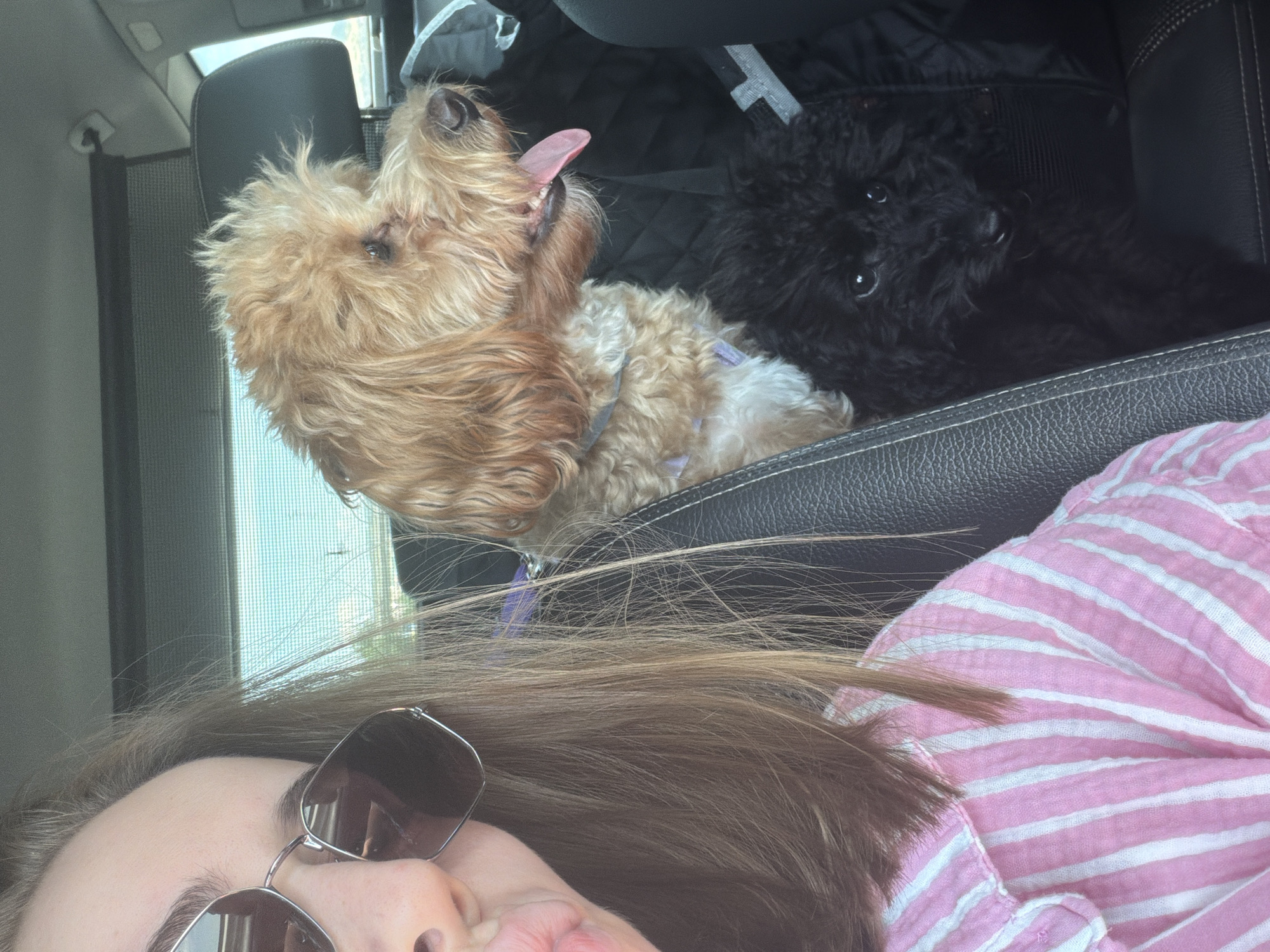 Car selfies in Burgas with two dogs riding along