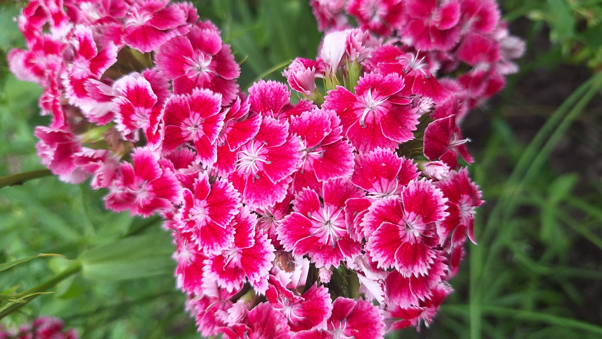 Latvian garden in bloom: flowers, berries, and backyard wildlife