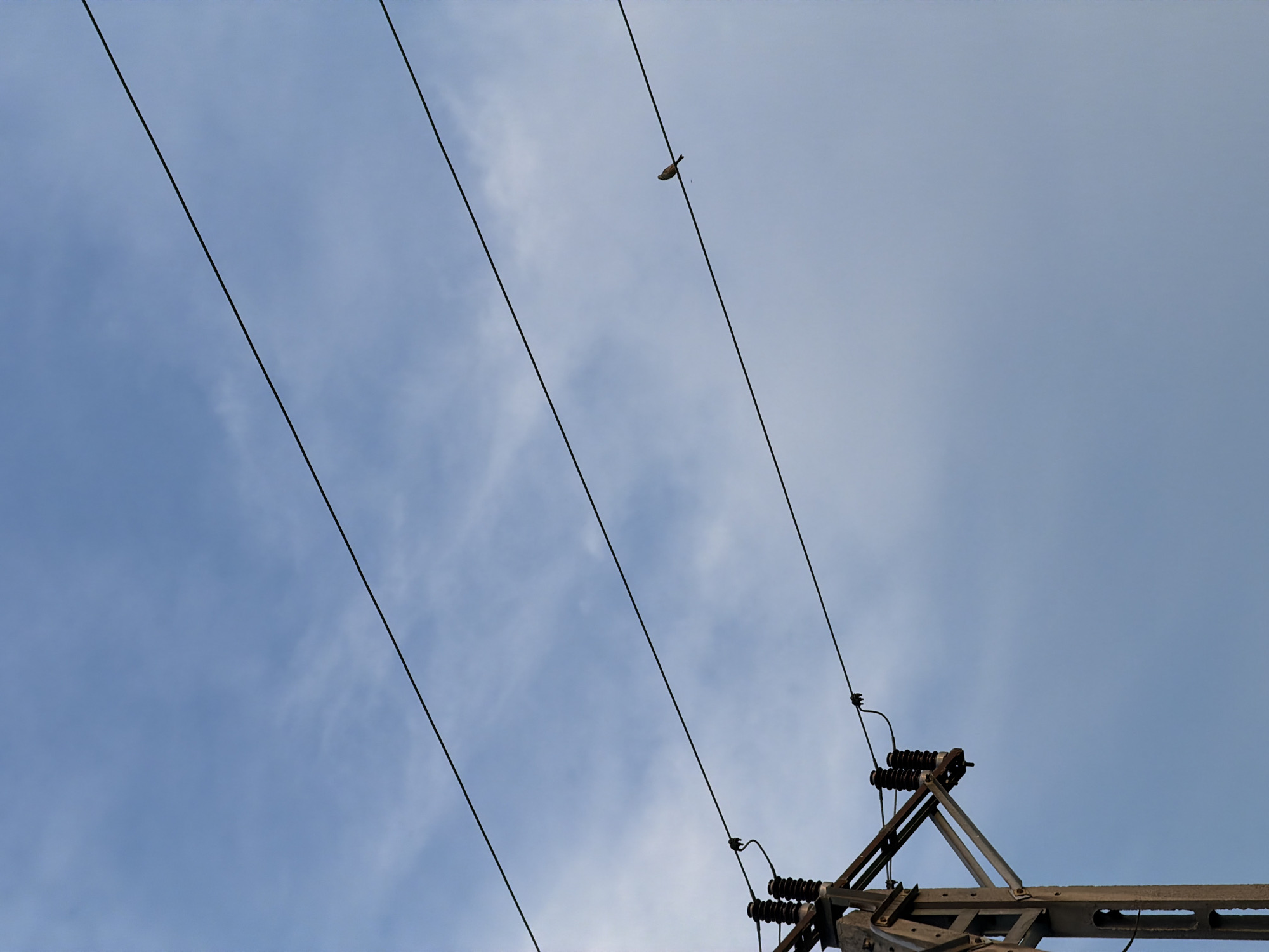 Late afternoon roam through suburban fields, cornfields, and power lines