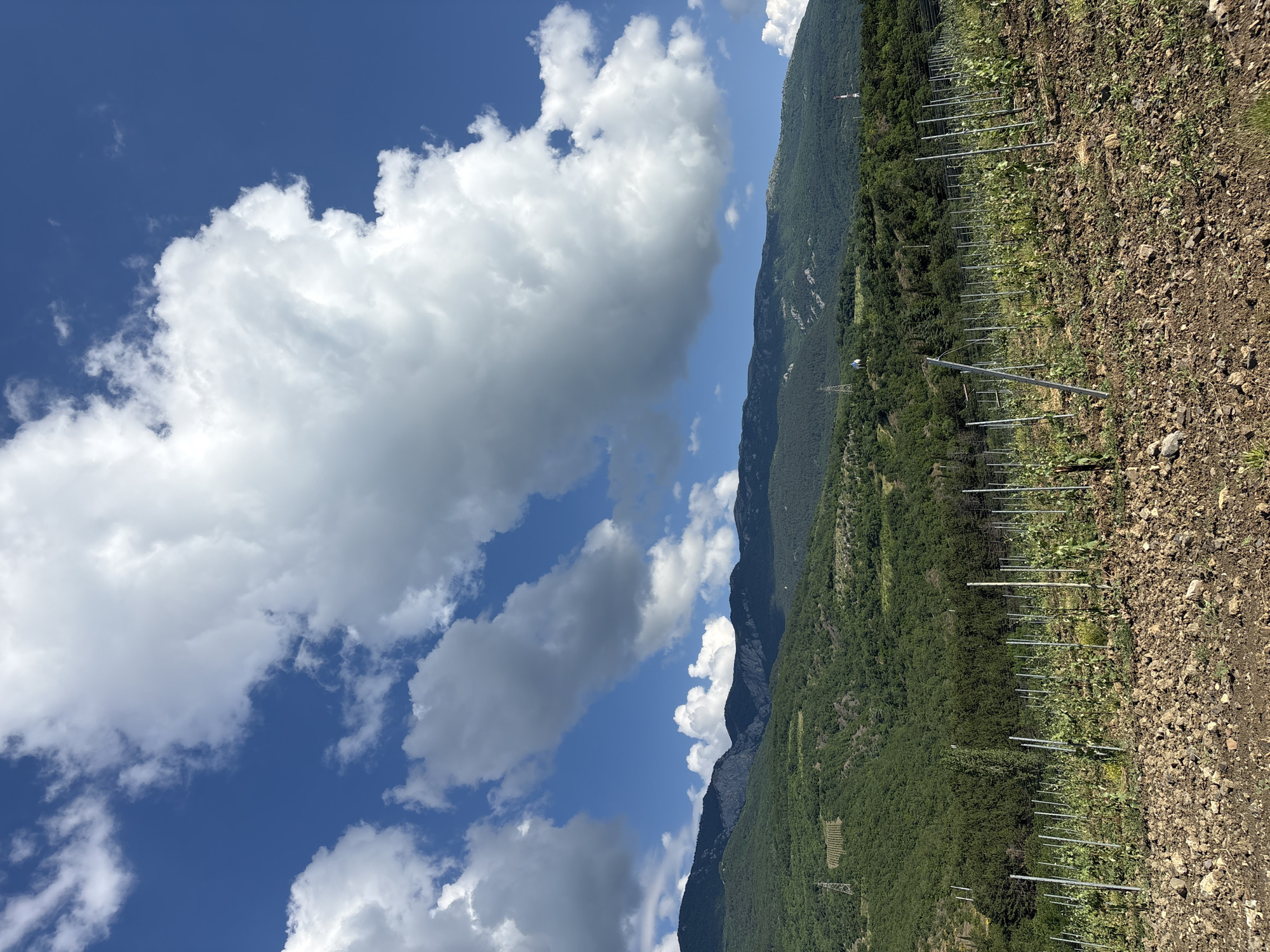 Morning vineyard scenes documented in Ukrainian mountain countryside
