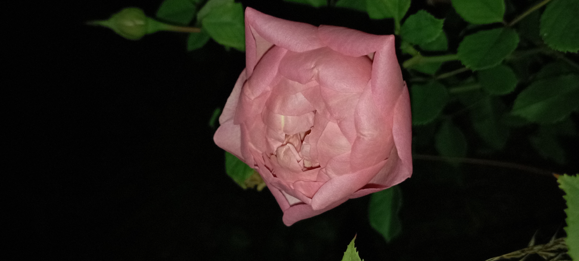 Nighttime garden photography: roses and hydrangeas in Radisne