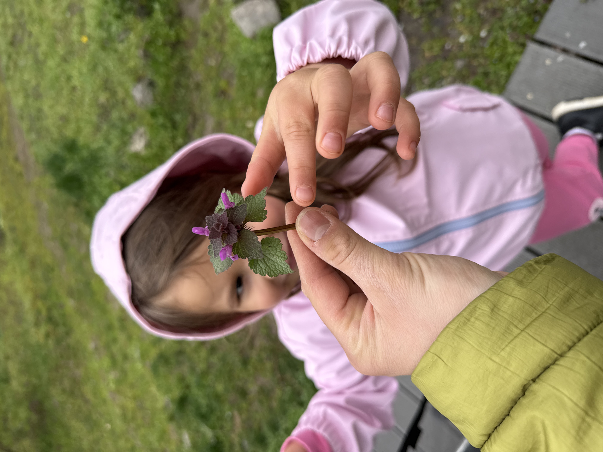 Spring morning domestic life documented across Sofia neighborhoods