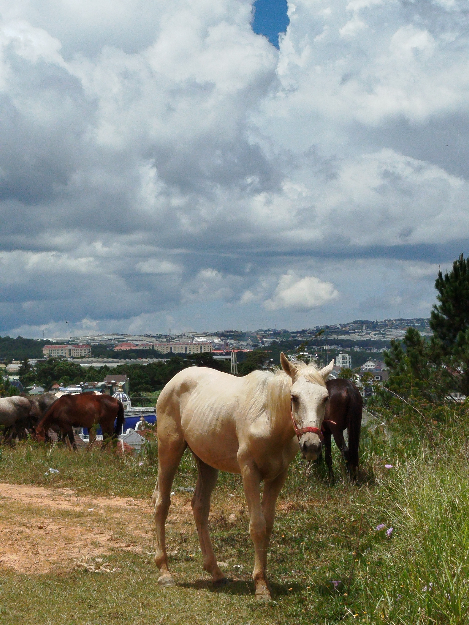 Horses grazing on the hills above Đà Lạt city