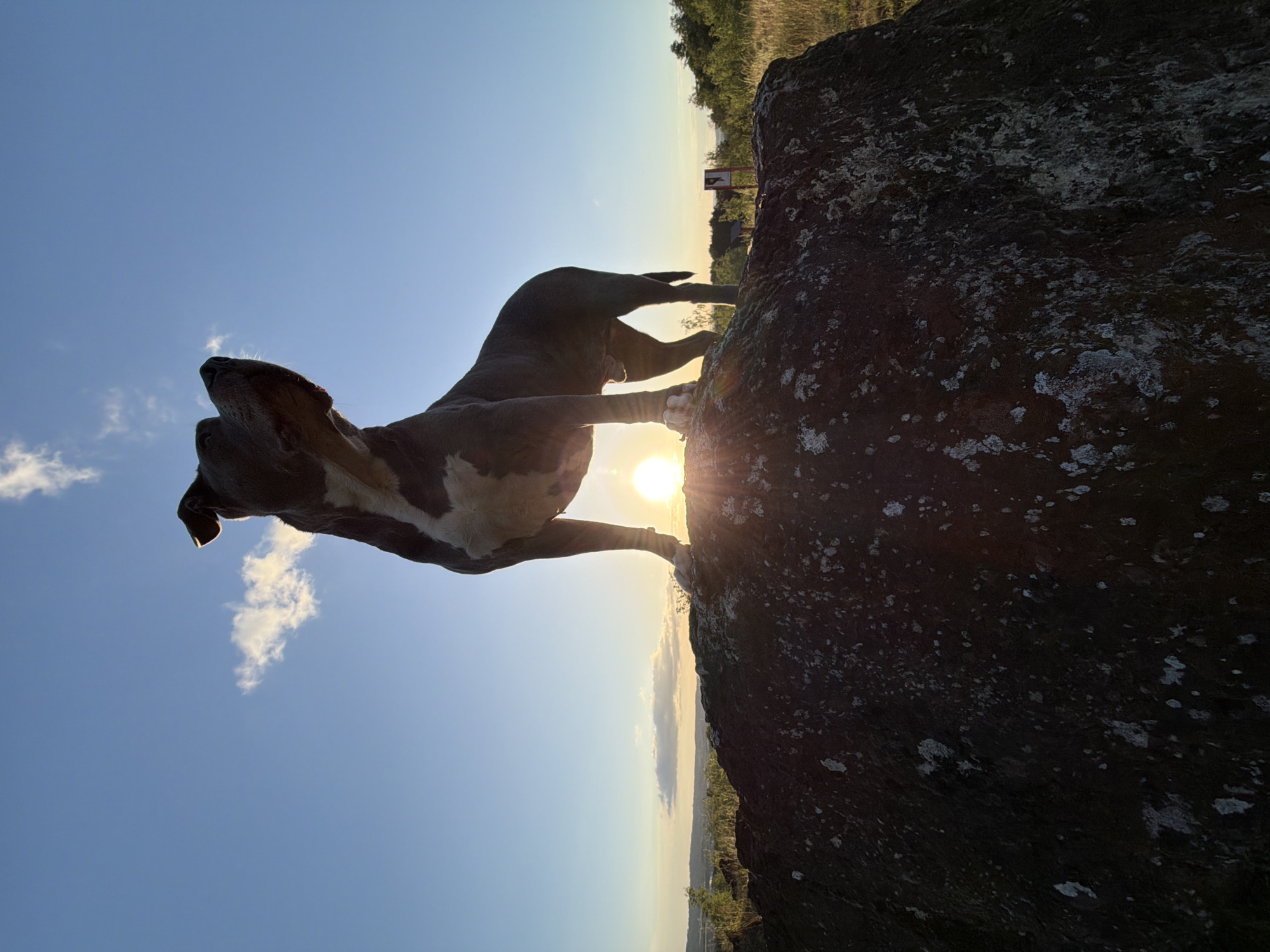 Person and dog silhouetted on rock during Luxembourg sunset
